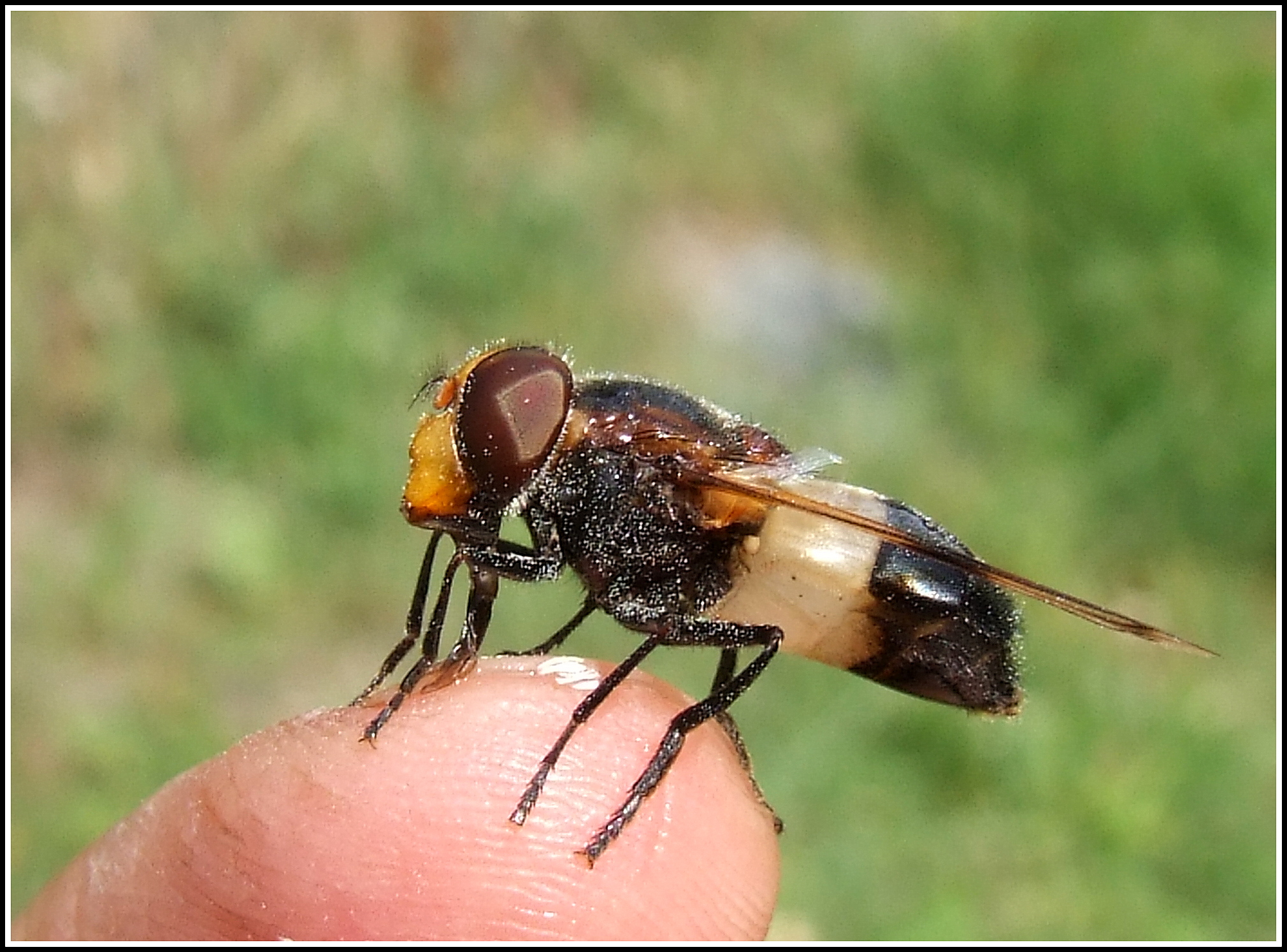 "Volucella pellucens" female ...
