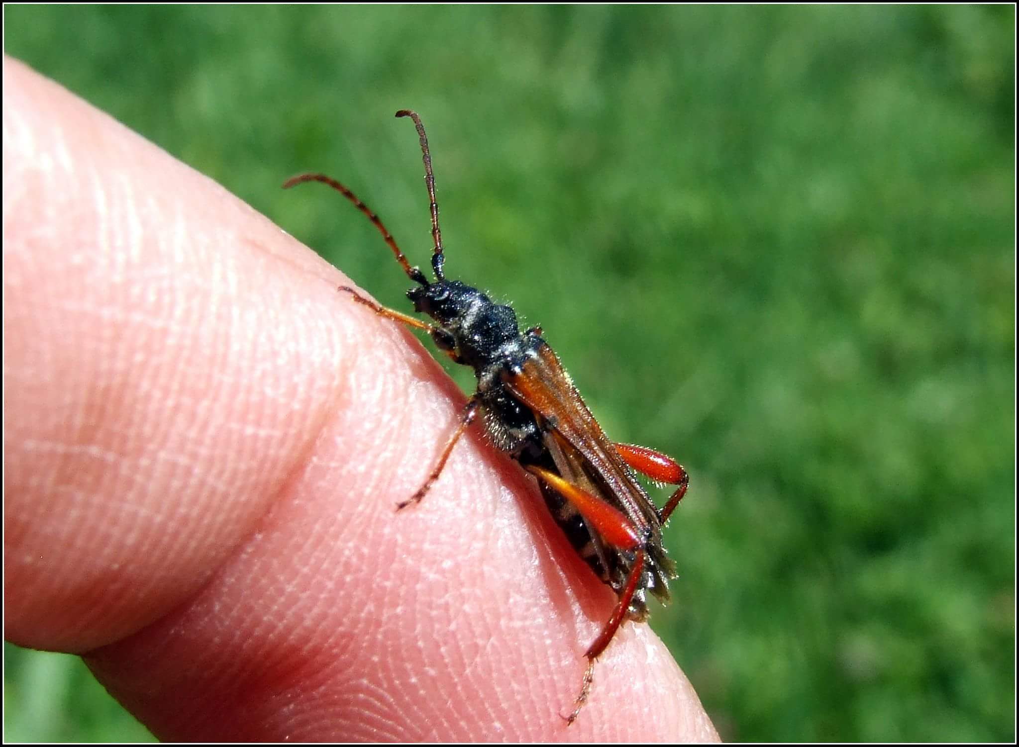 " Stenopterus rufus "...