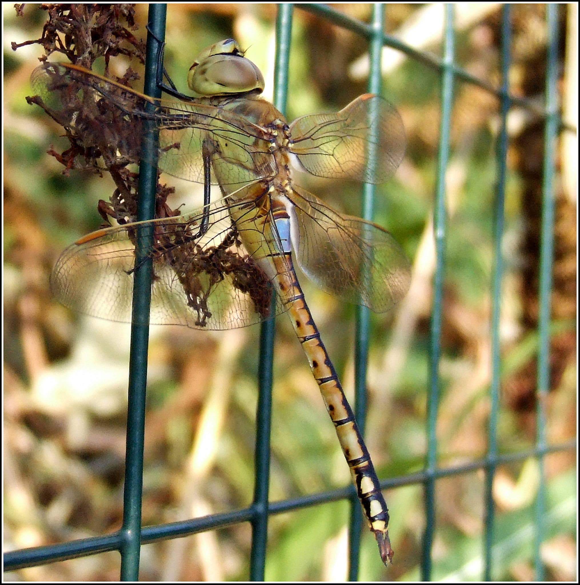 "Anax ephippiger" male ...