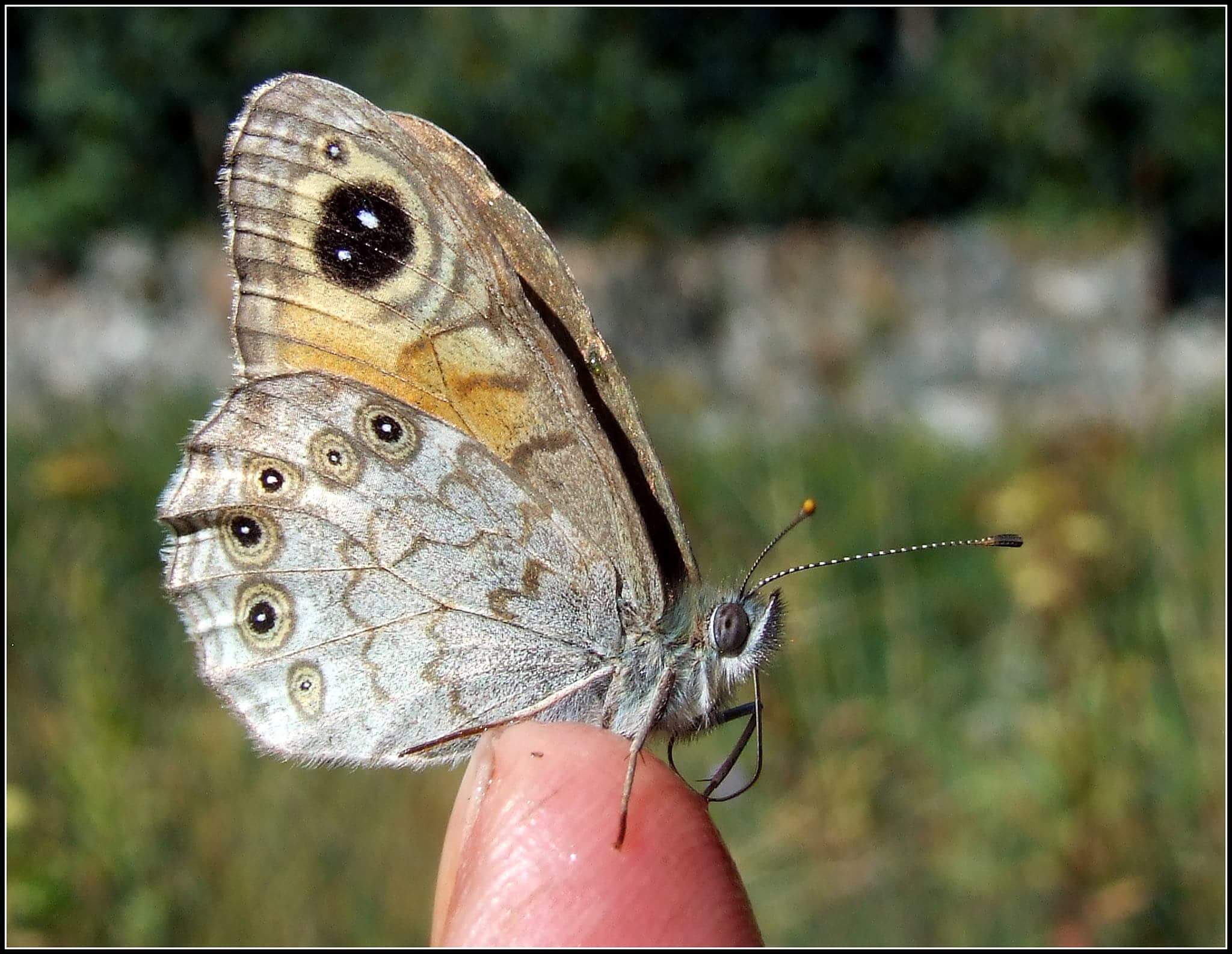 " Lasiommata maera " maschio...