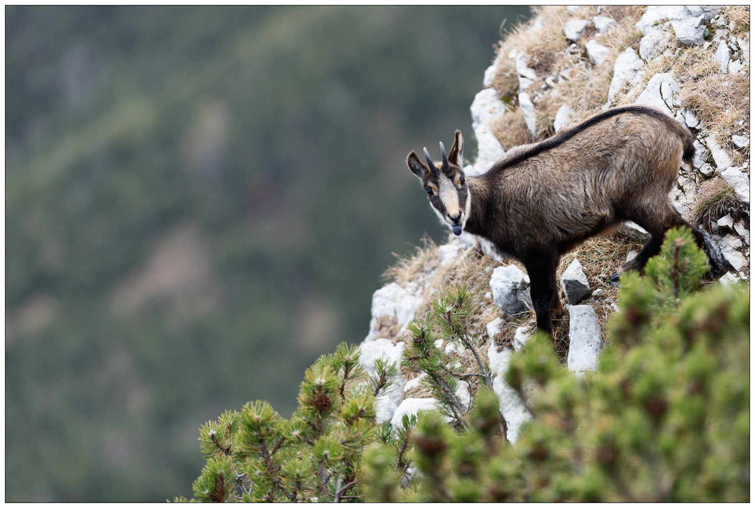 2017.10.30 Camoscio - Monte Baldo