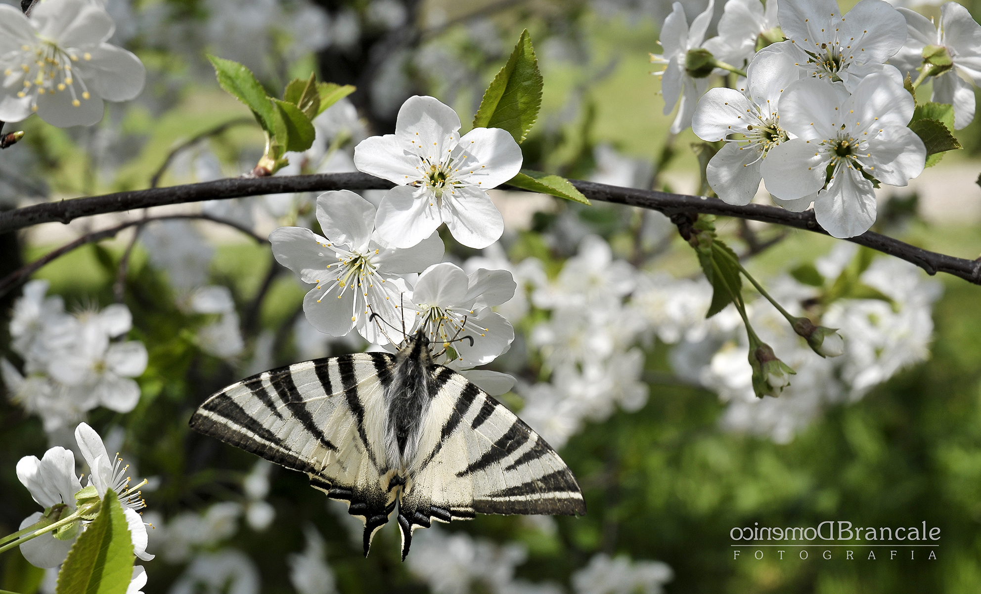 Macau on amarasca flowers