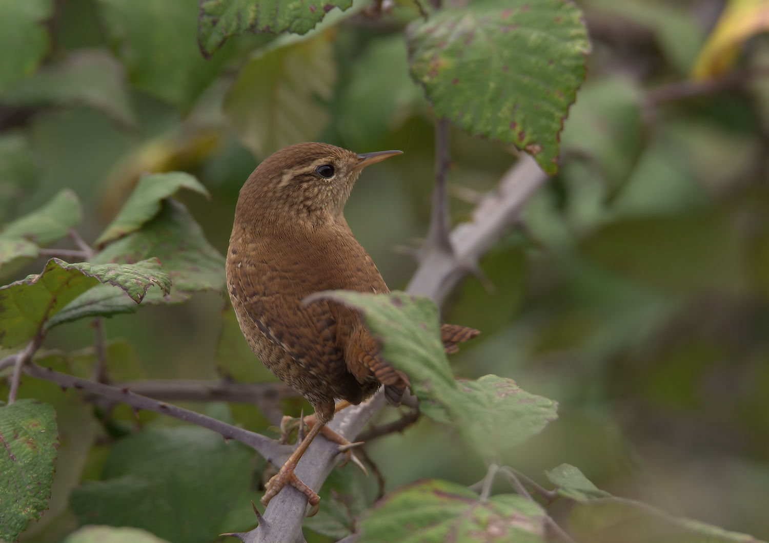 Wren
