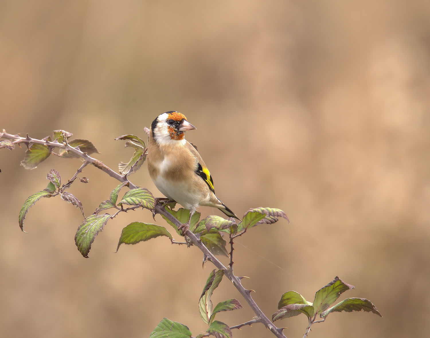 Goldfinch