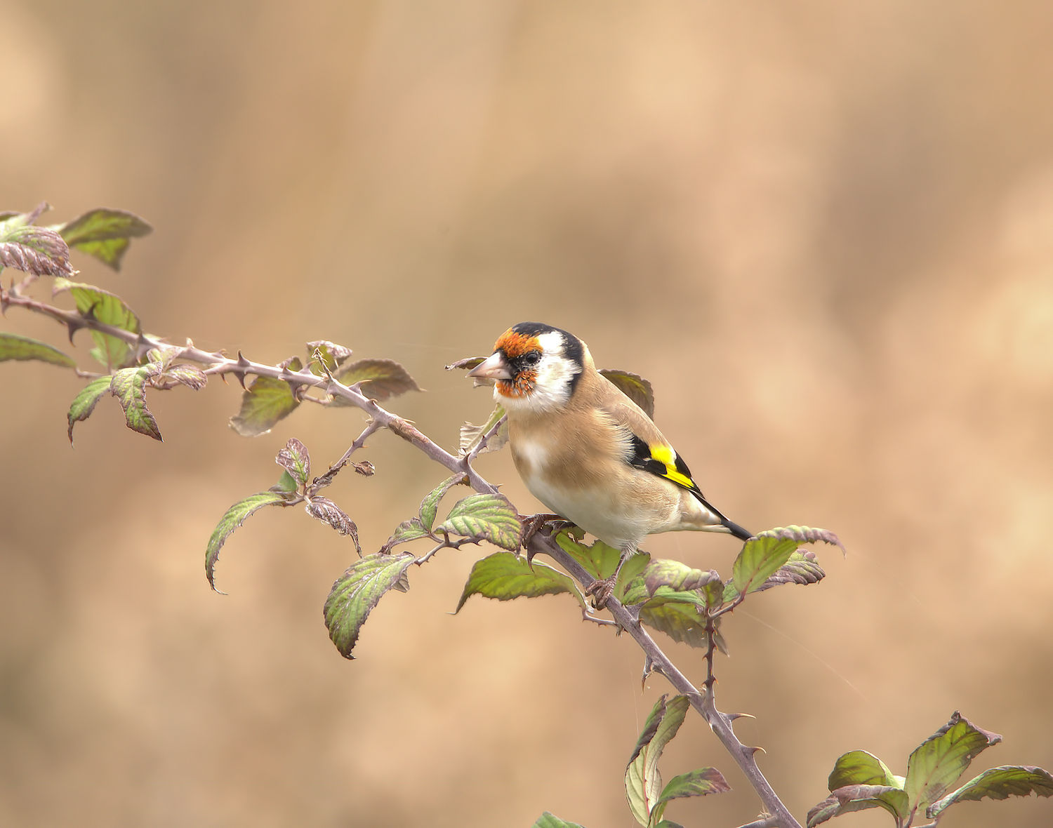 Goldfinch
