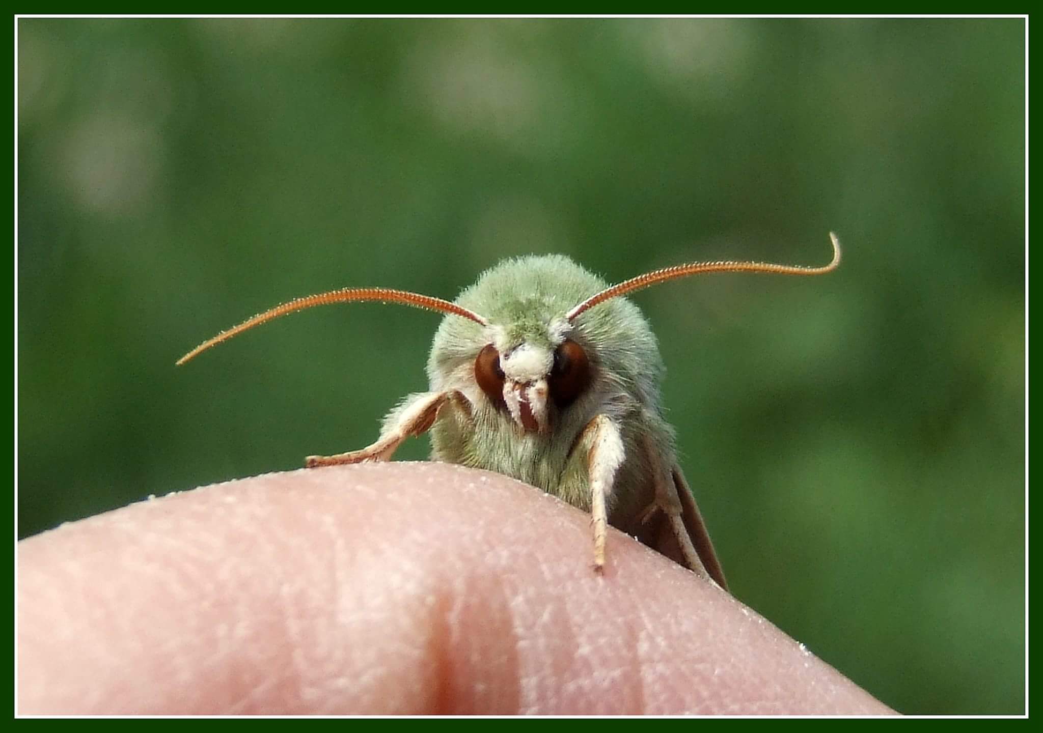 La falena dei prati " Calamia tridens " femmina...