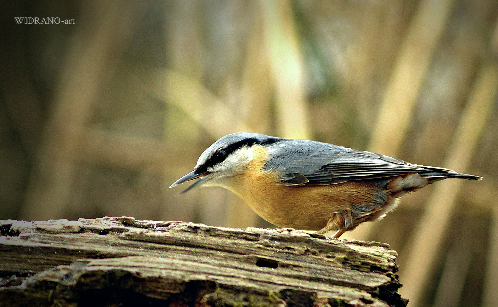 Brgljez (Sittidae) 18/11/2017 croazia