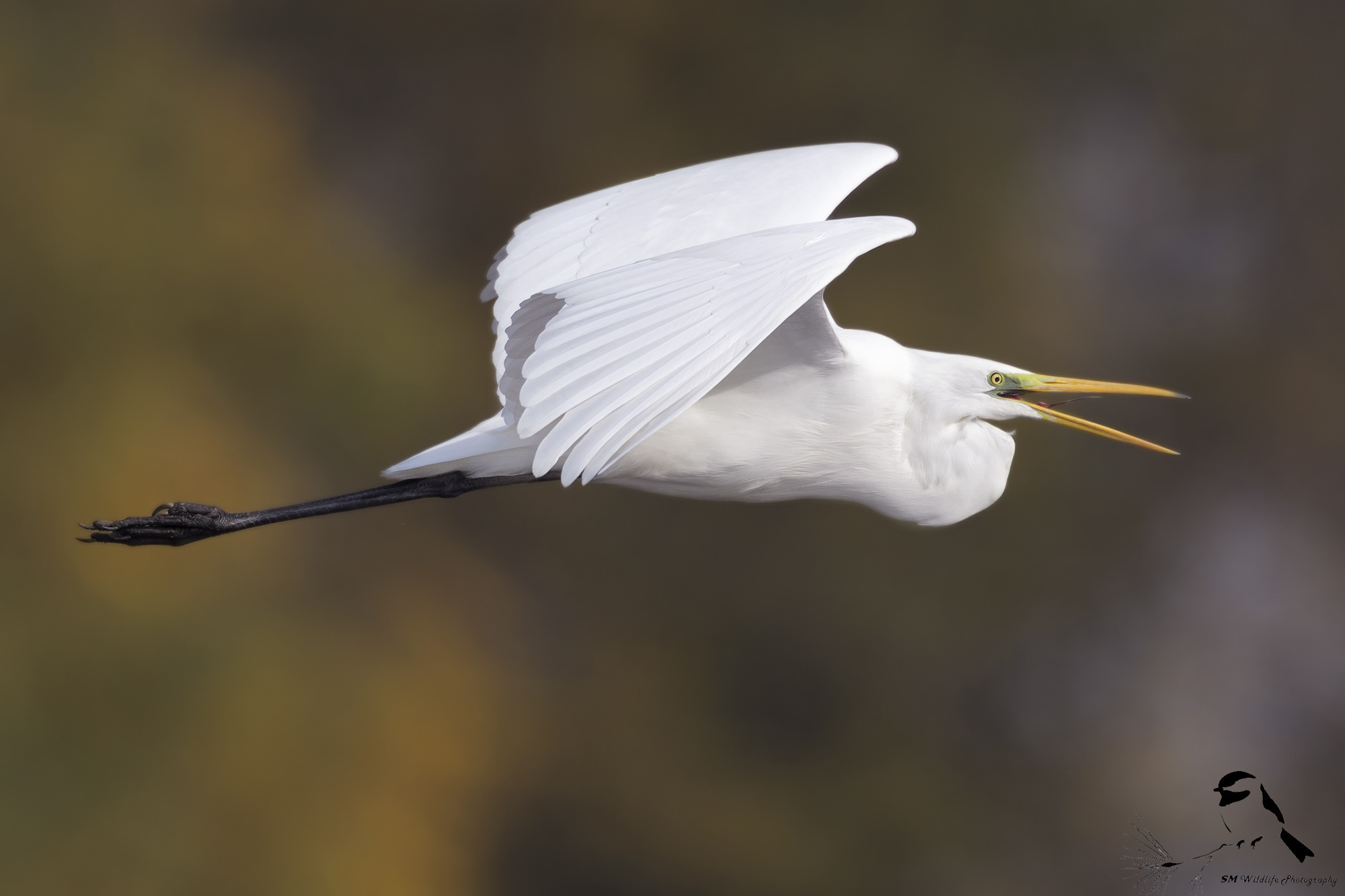 Egretta Garzetta
