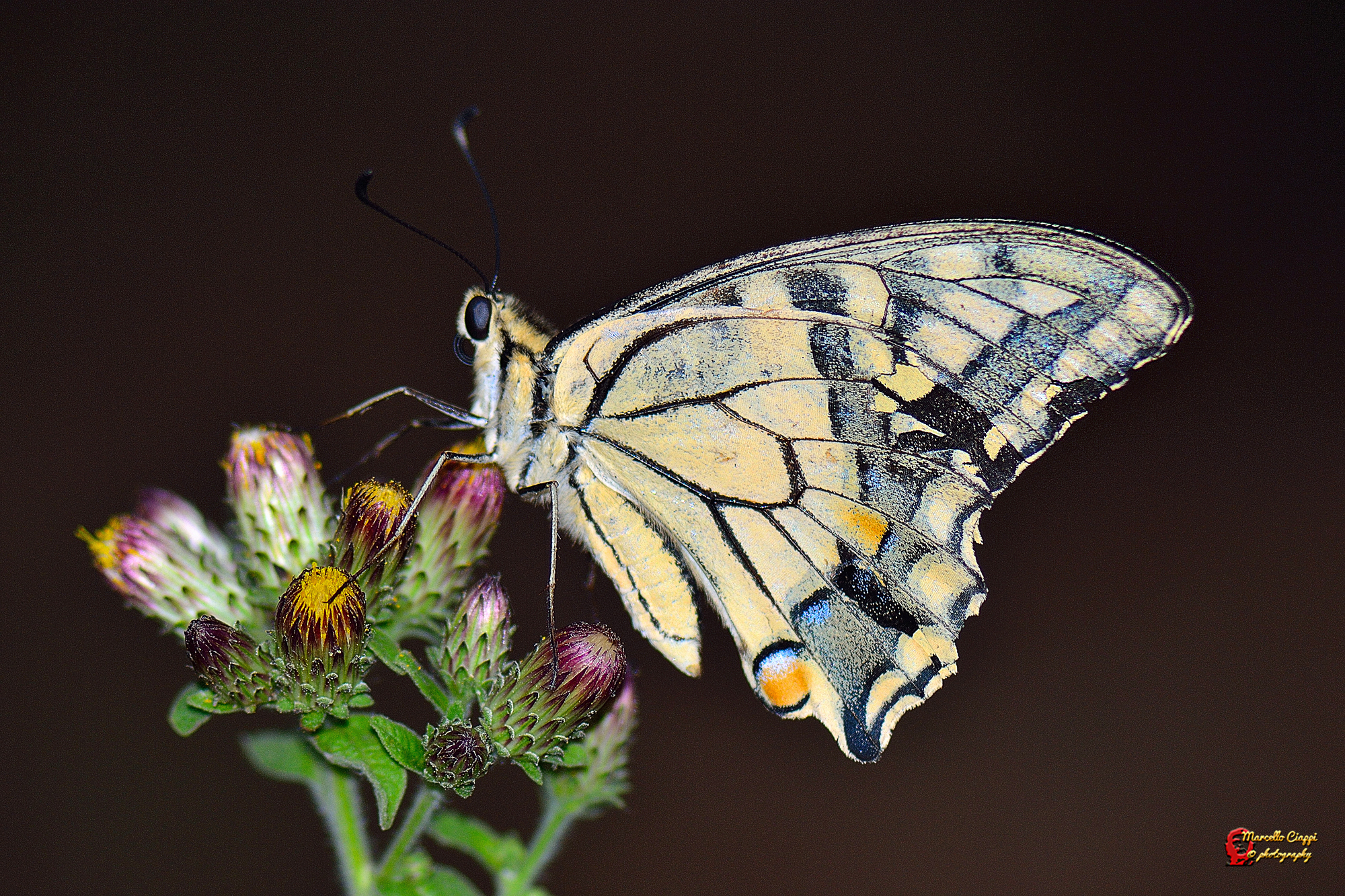 Papilio machaon