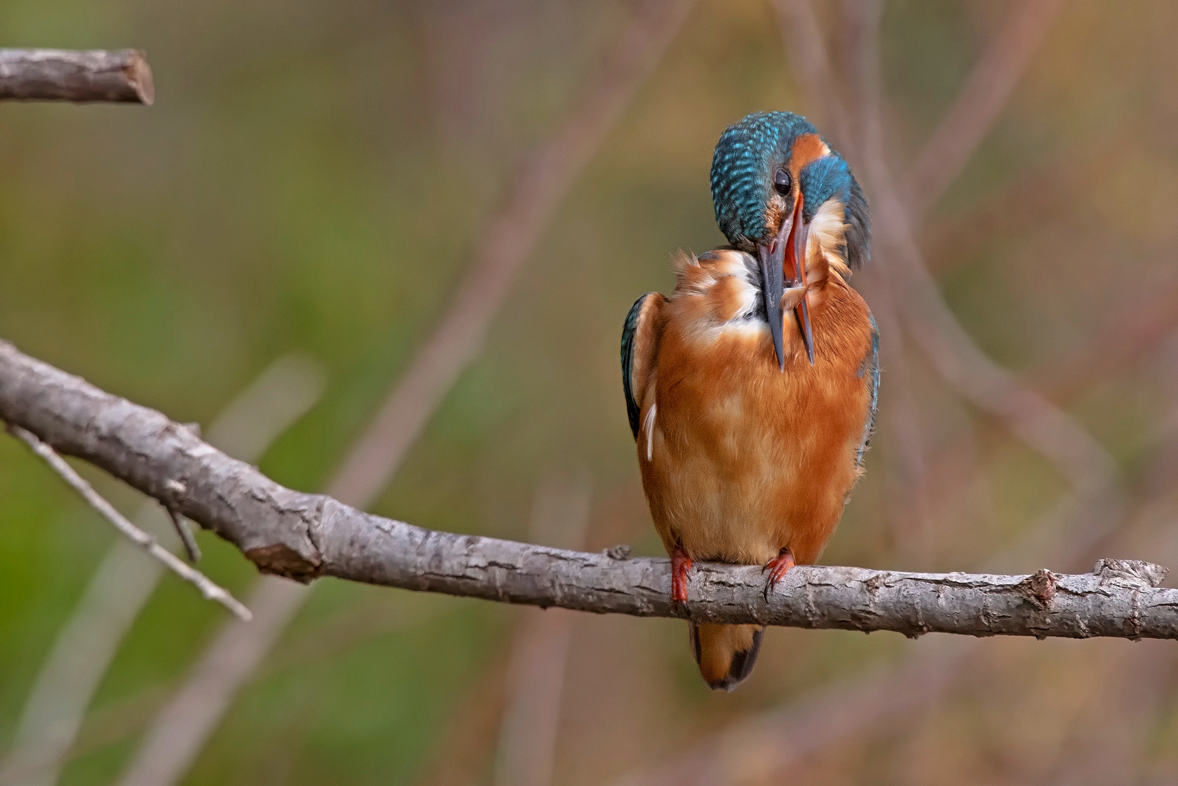 La toletta della Martina 1