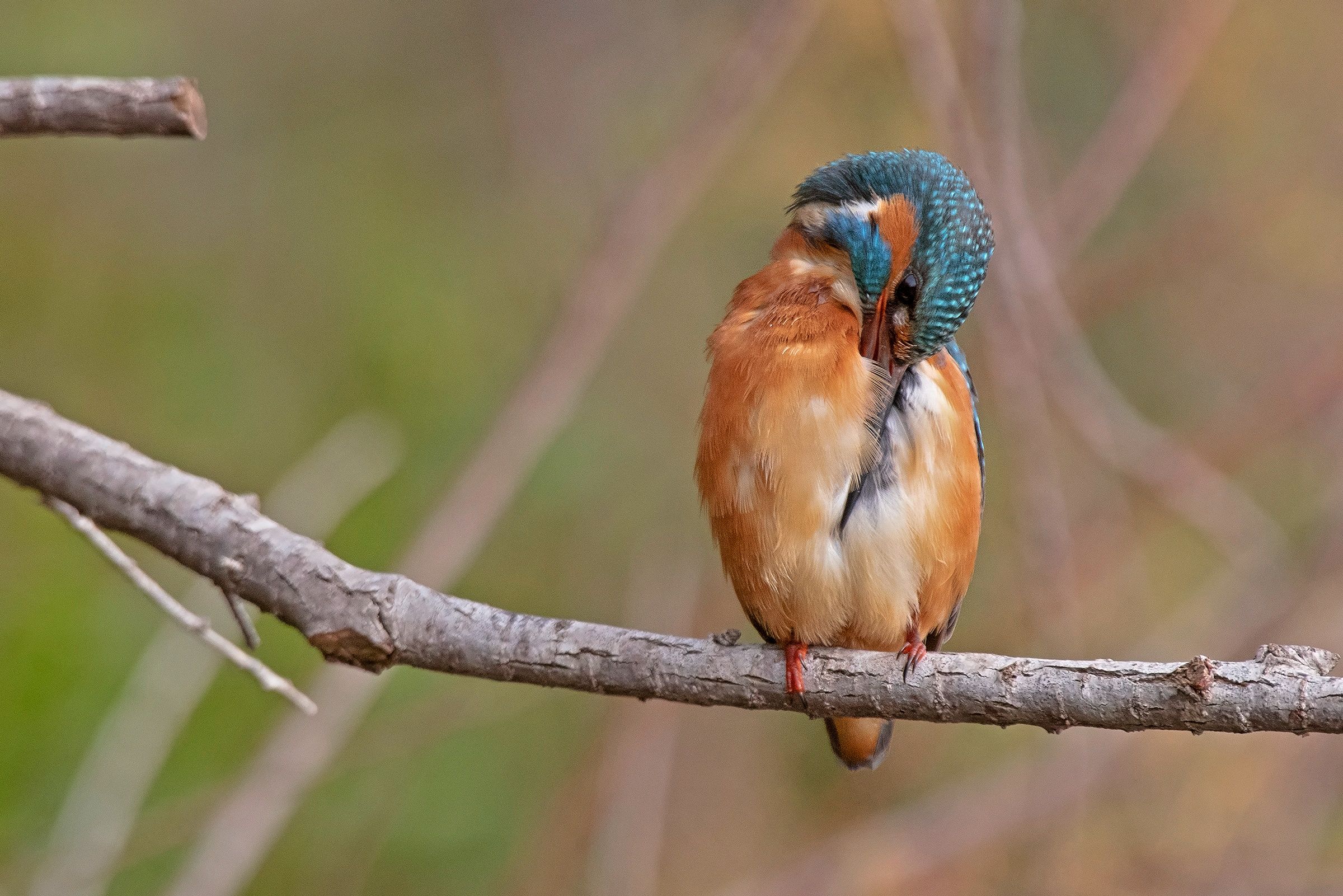 La toletta della Martina 2