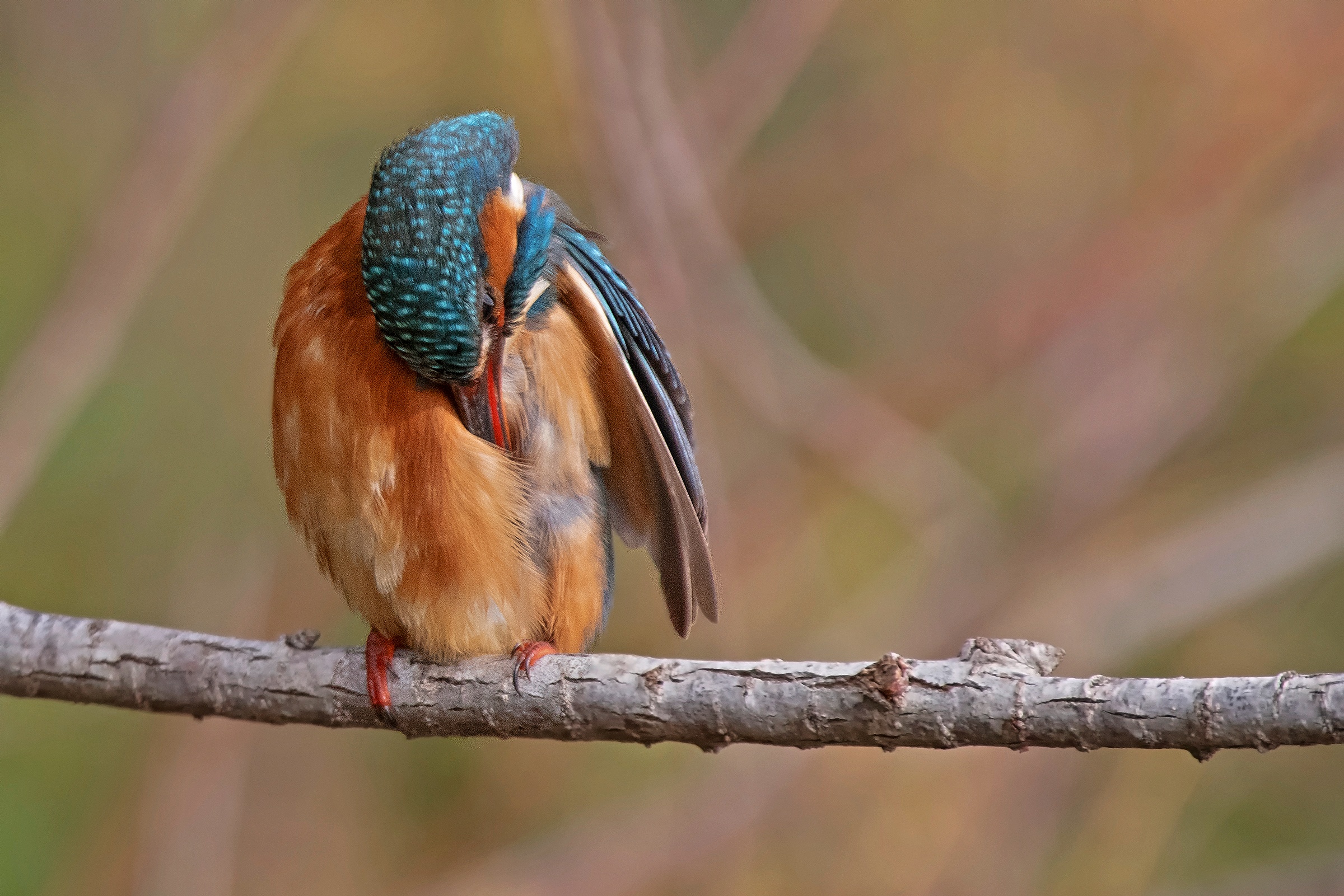 La toletta della Martina 3