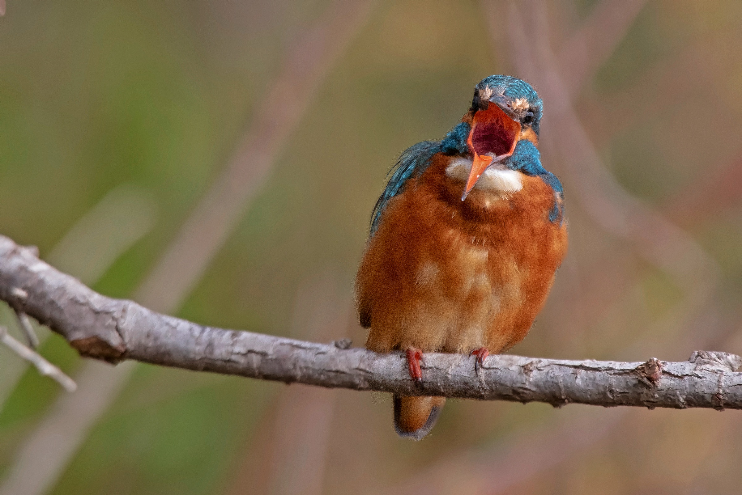 Dall'Otorinolaringoiatra