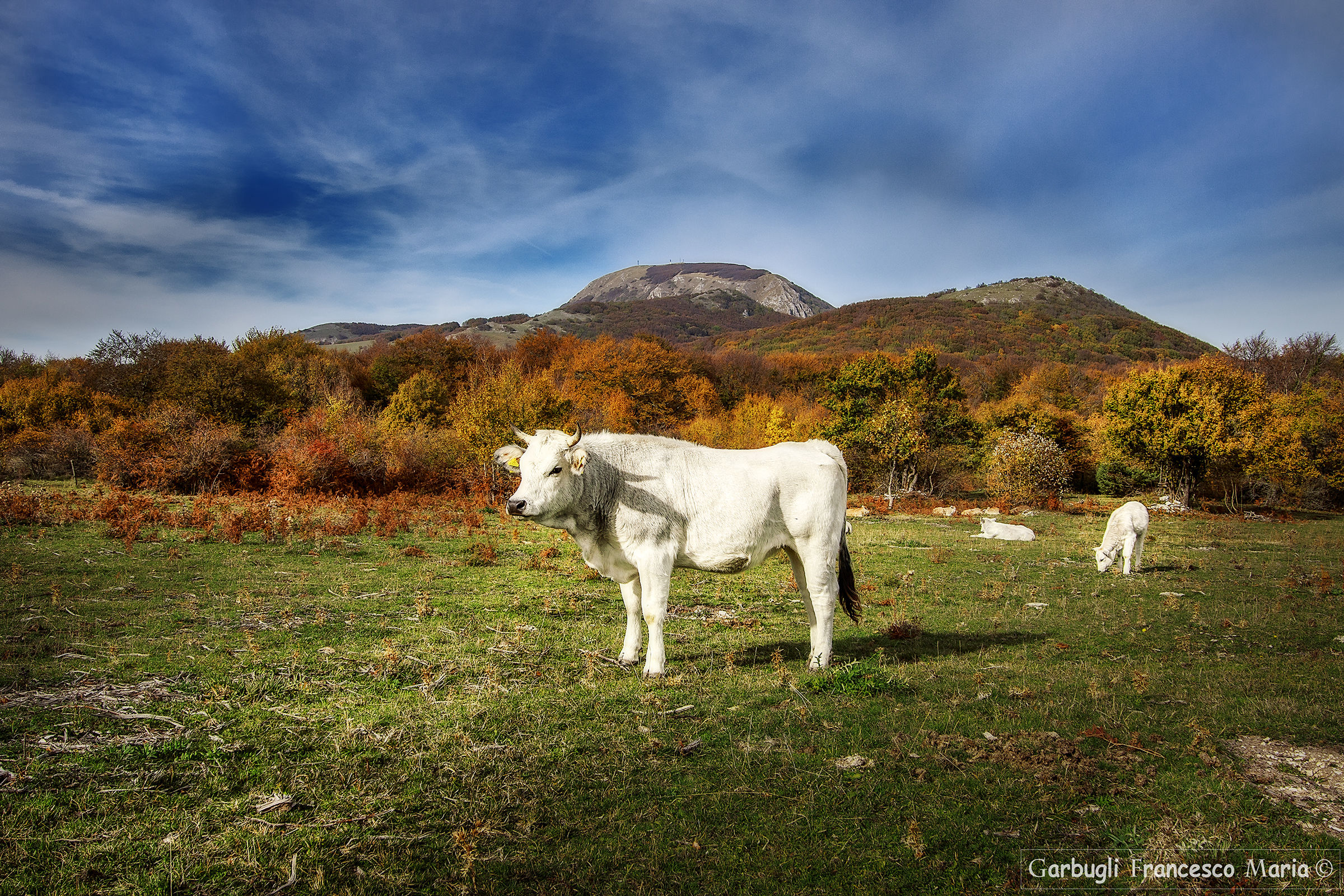 The marchigiana ........