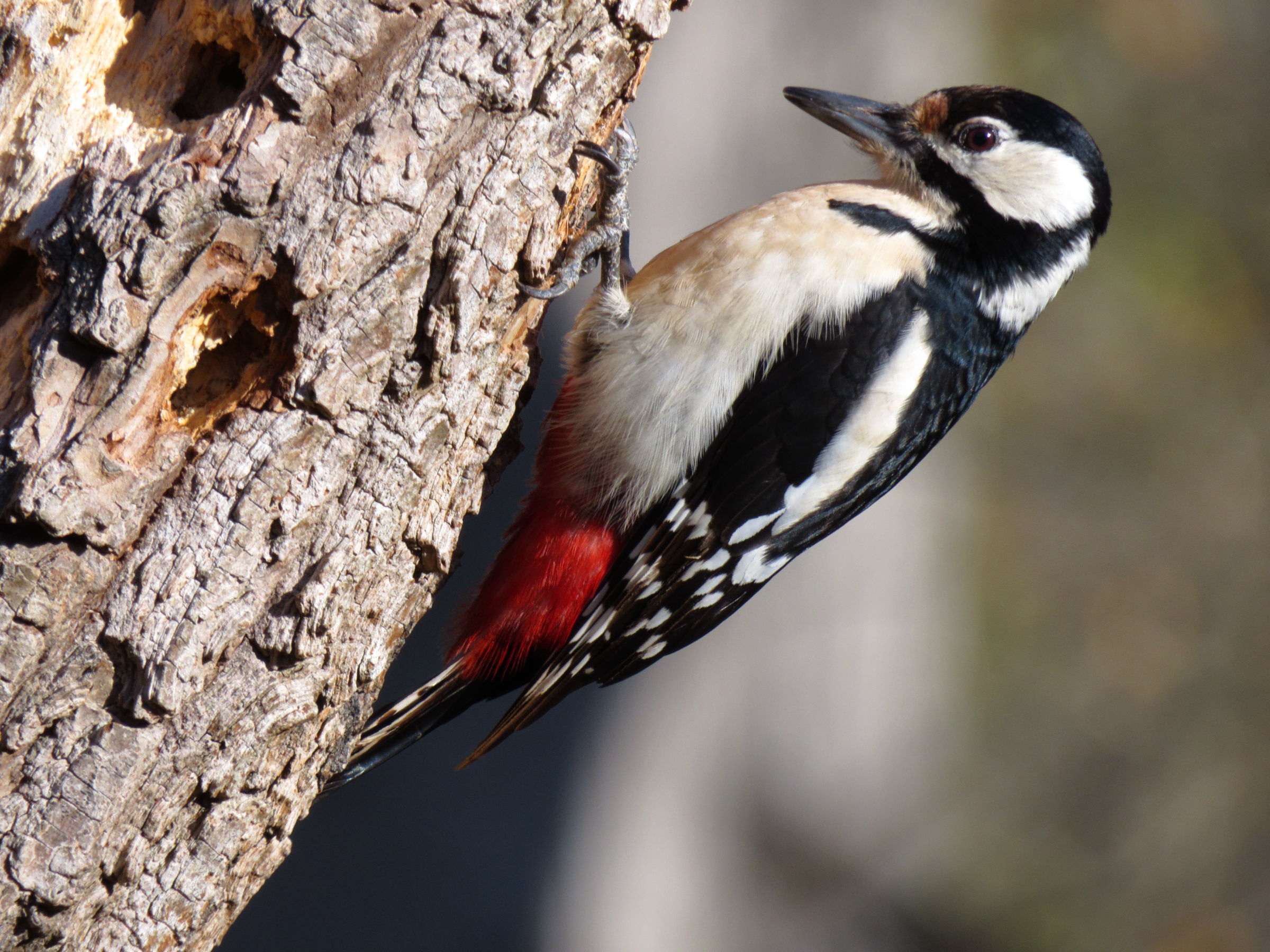 Picchio rosso maggiore