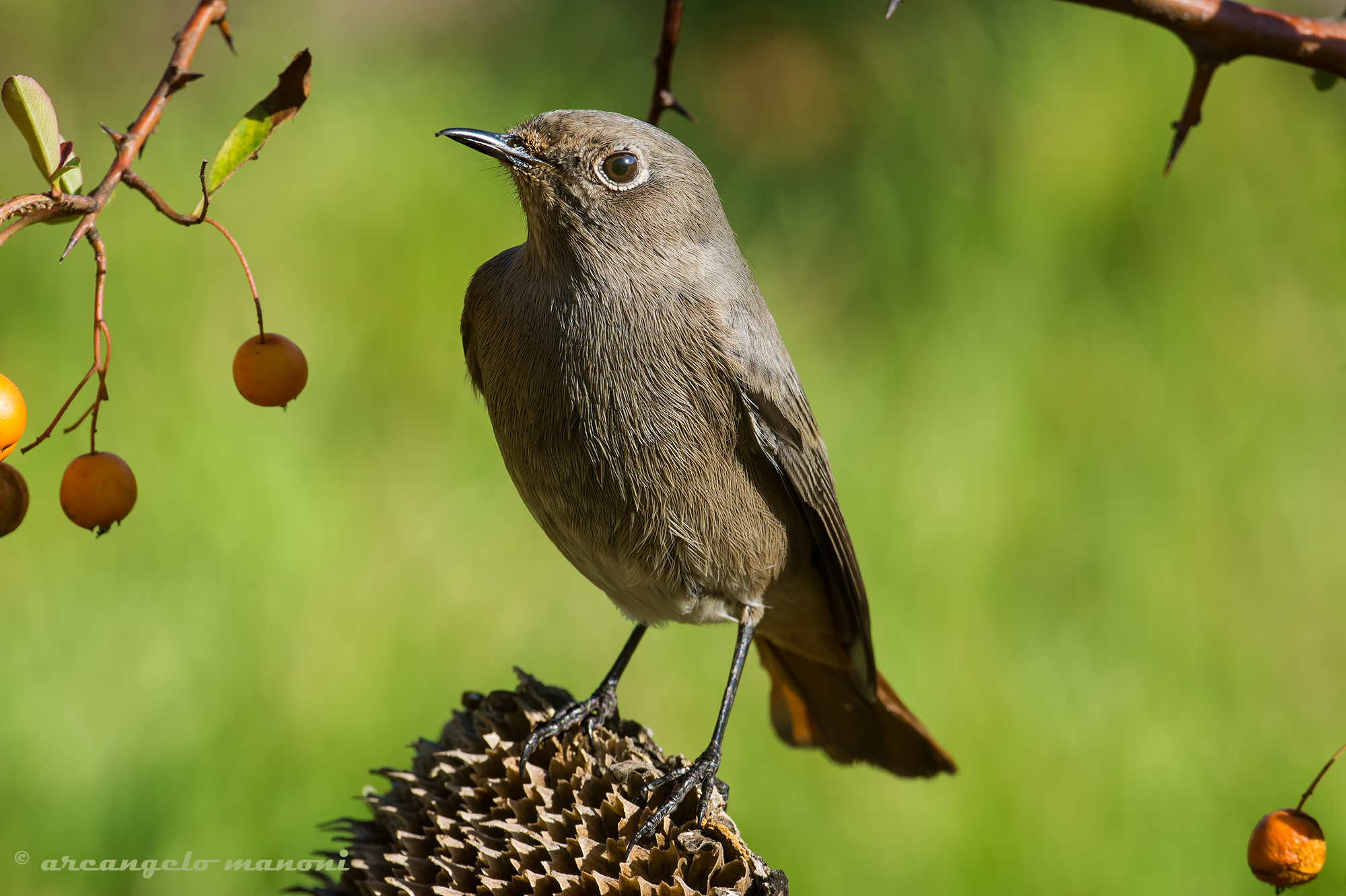 Adunc came back after a year