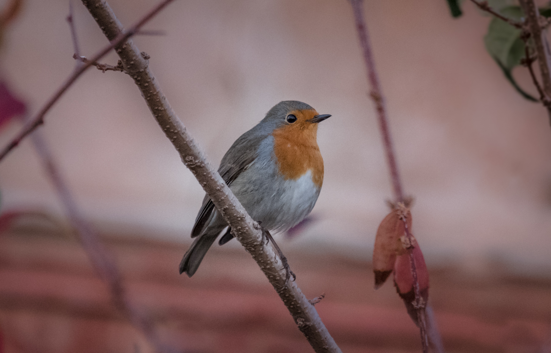 Il Piccolo Pettirosso...