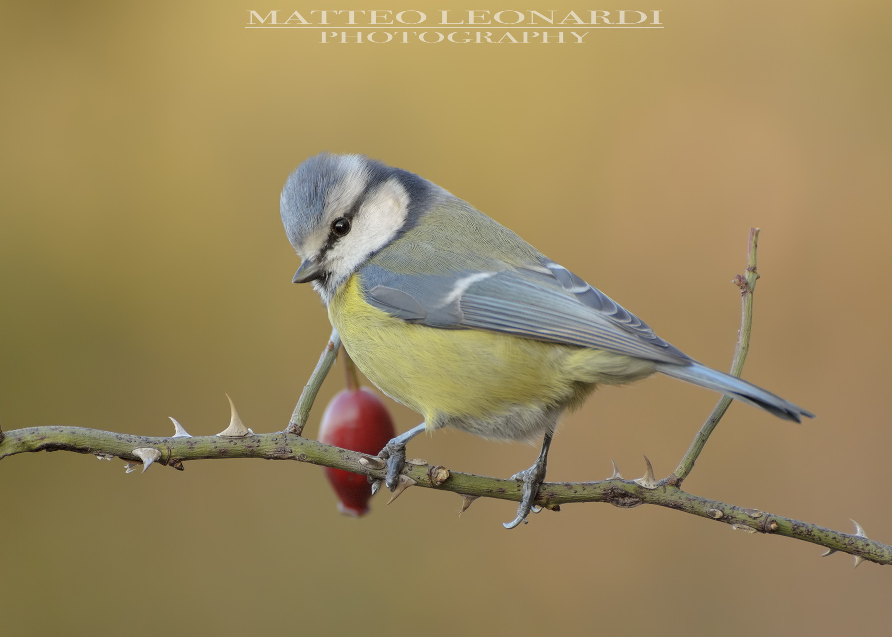 Cinciarella - Apuan Alps