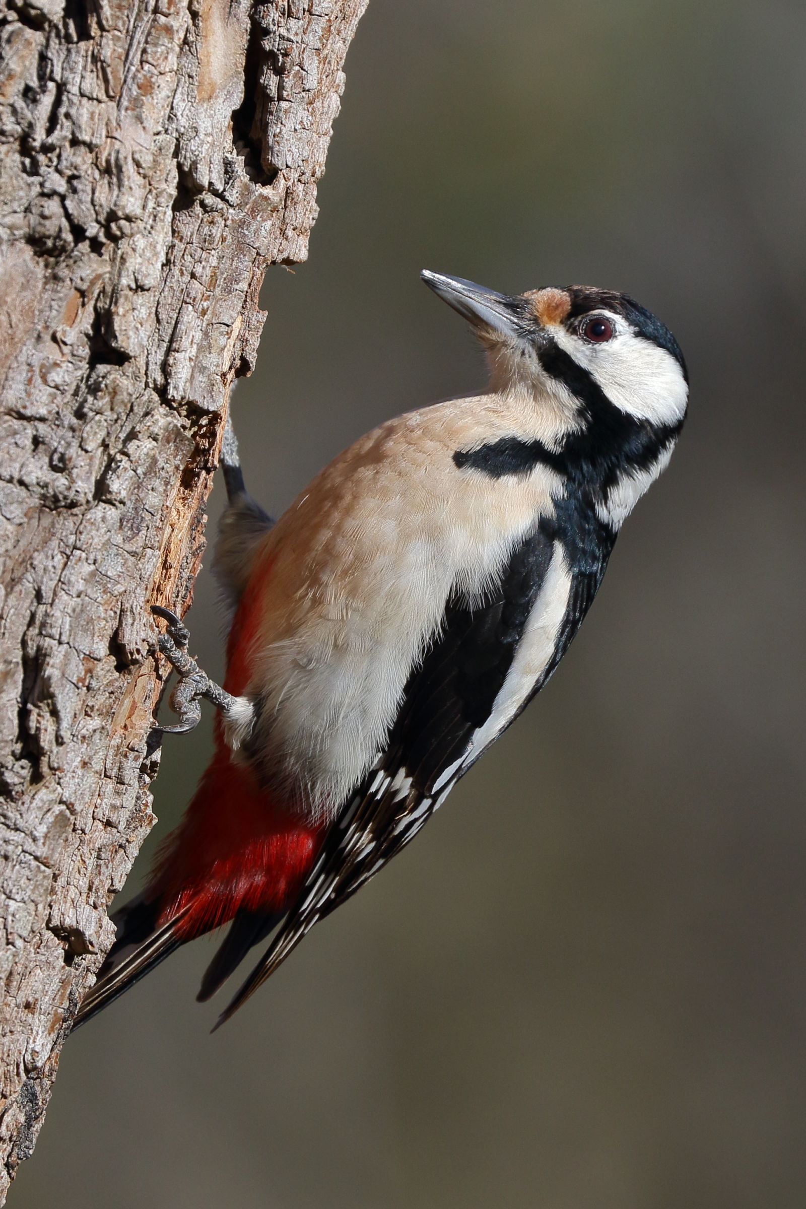 Greater Red Woodpecker