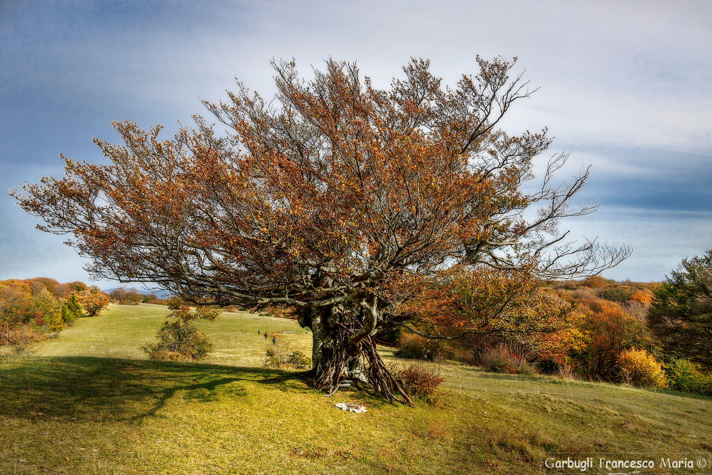 Combated by the wind ......