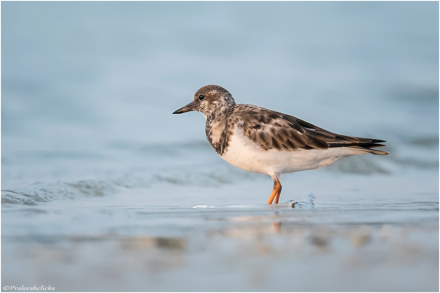 Ruddy turnstone