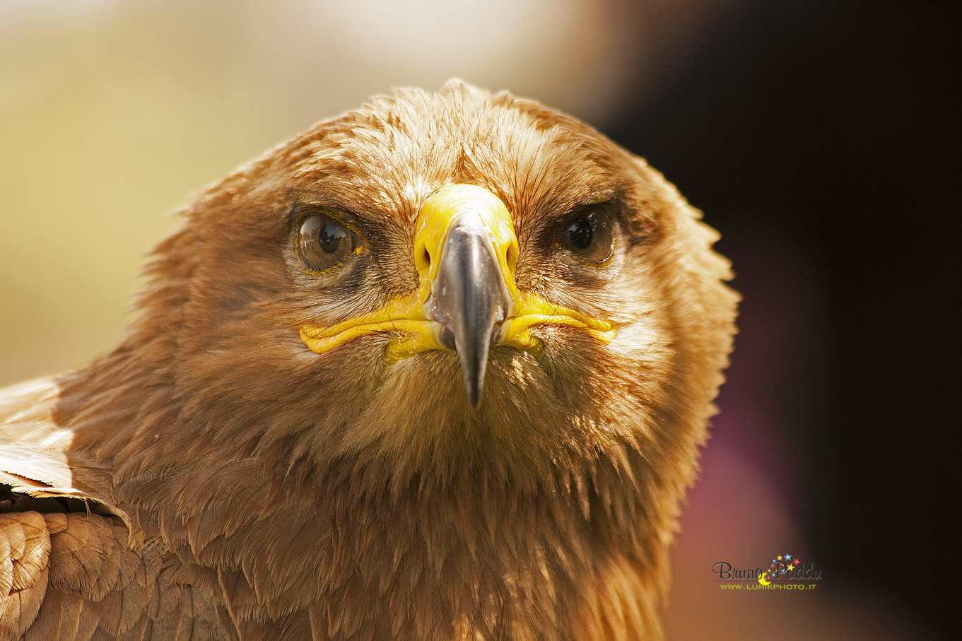 Guardami, guardami...cis