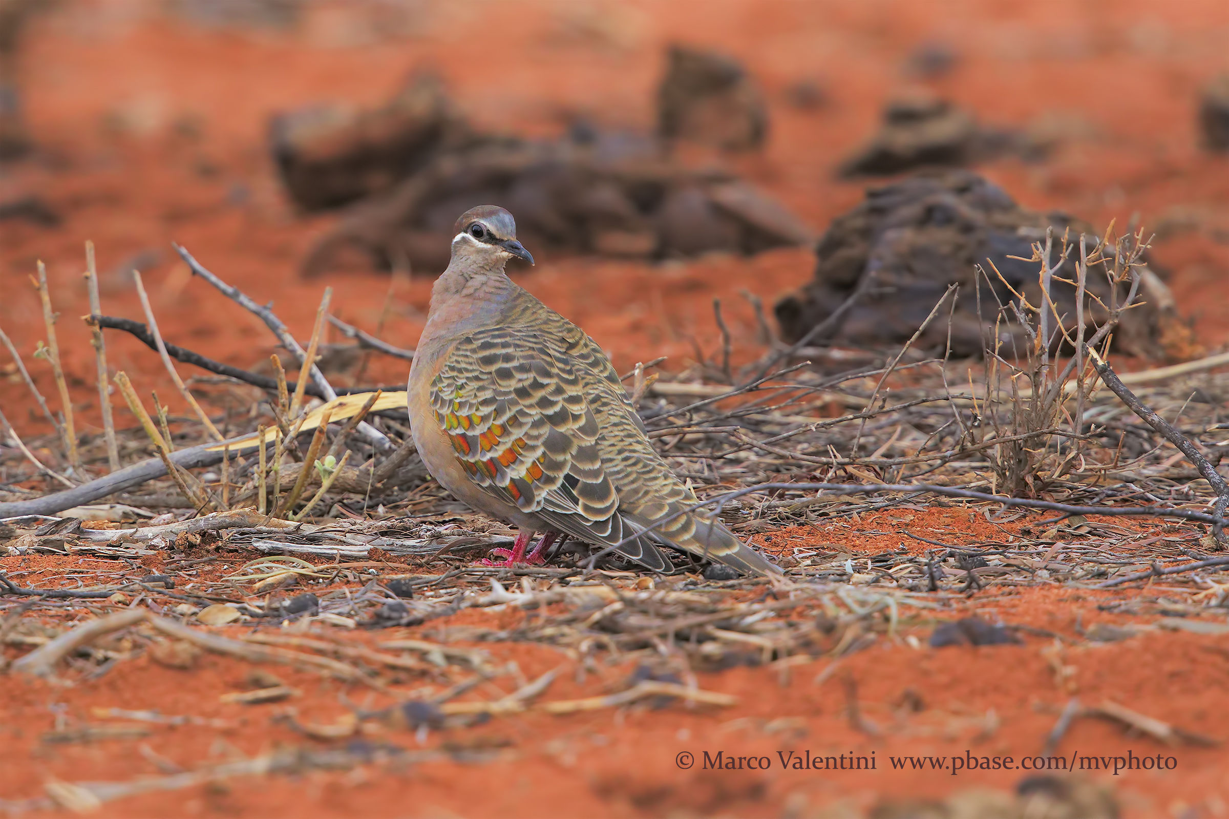 Jewelery in the desert