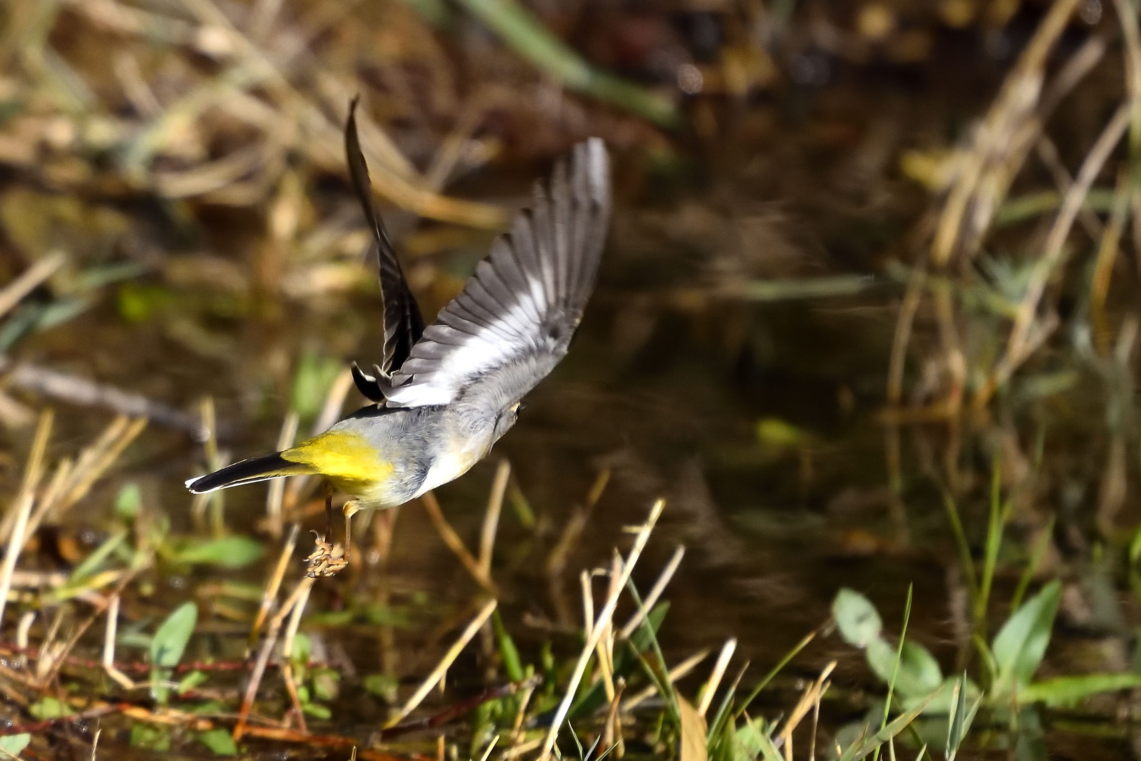 yellow ballerina at takeoff