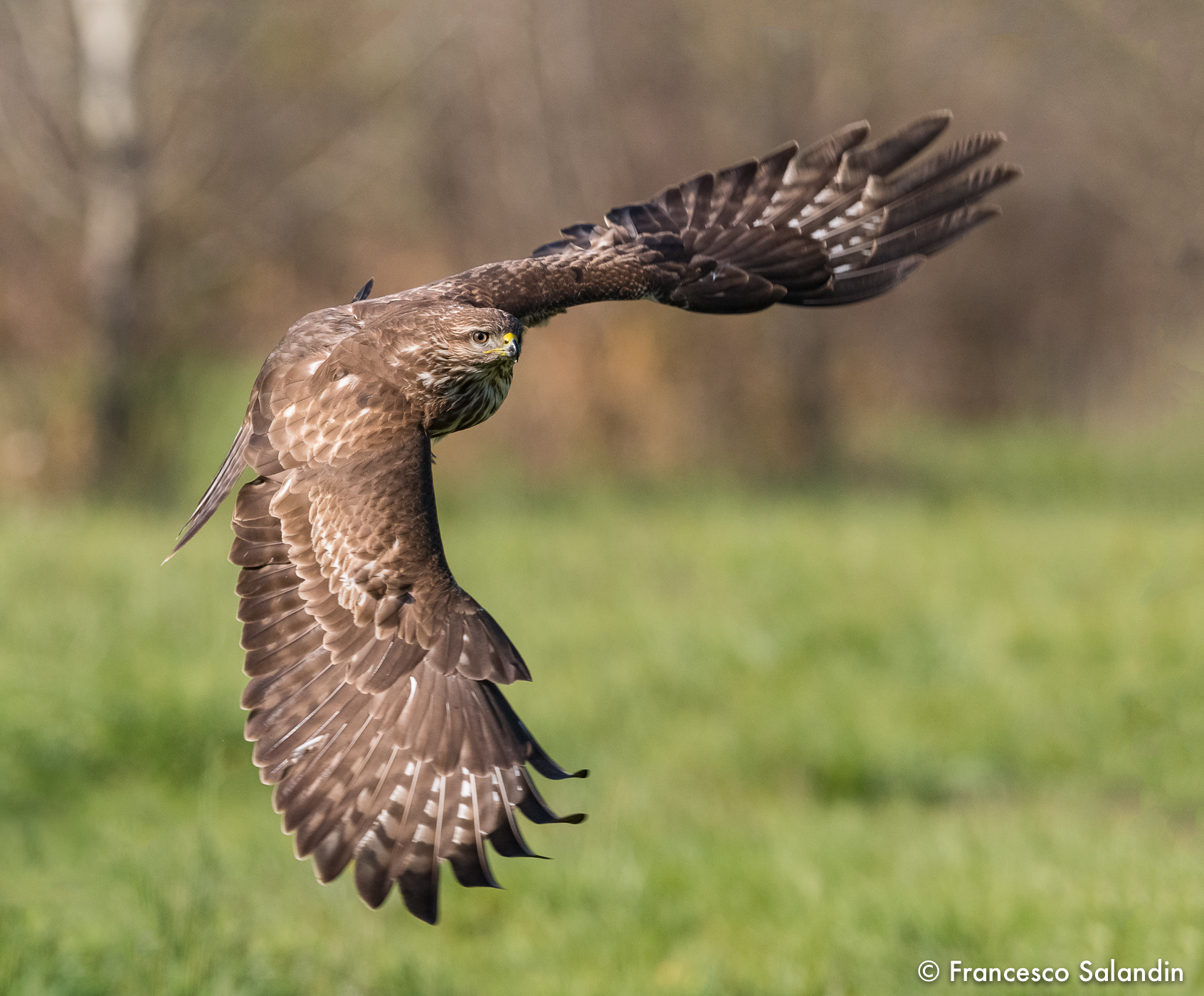 Buzzard
