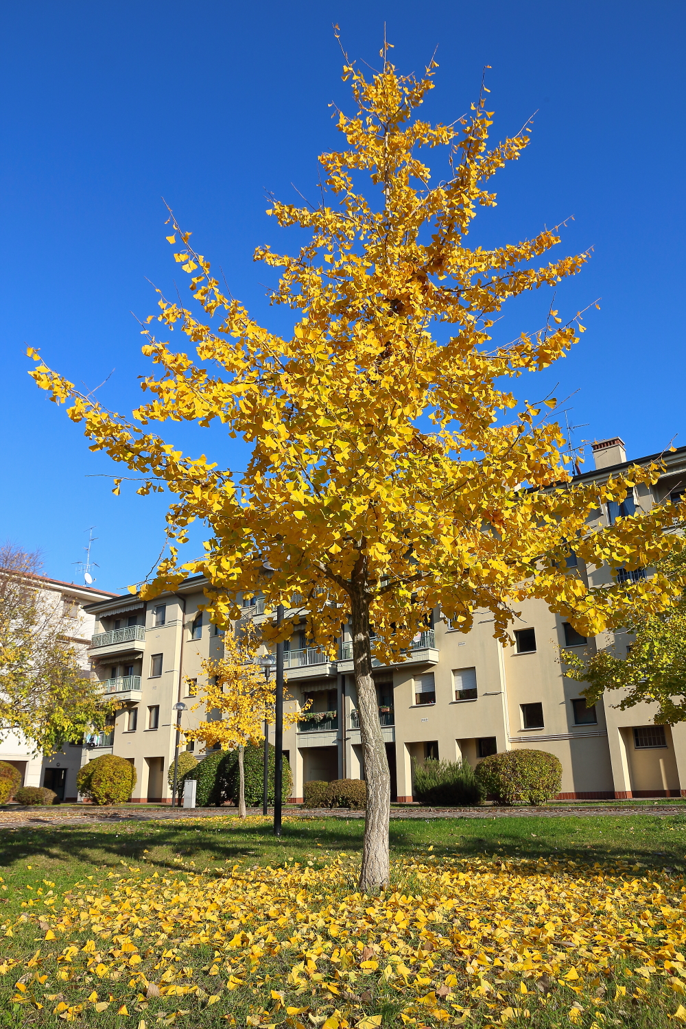 Autumn among the palaces