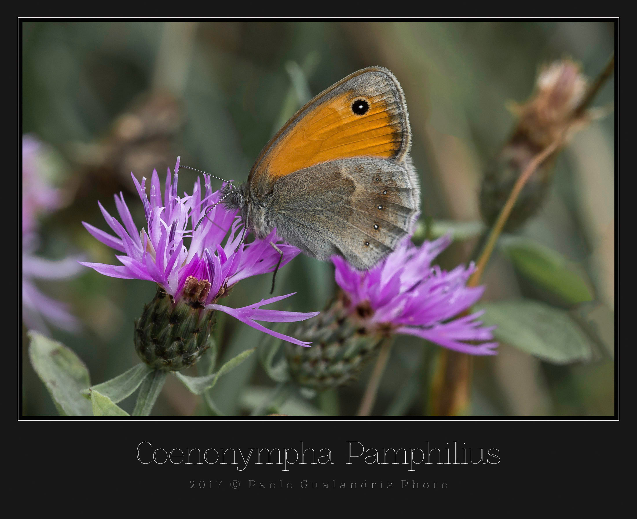 Coenonympha Pamphilius