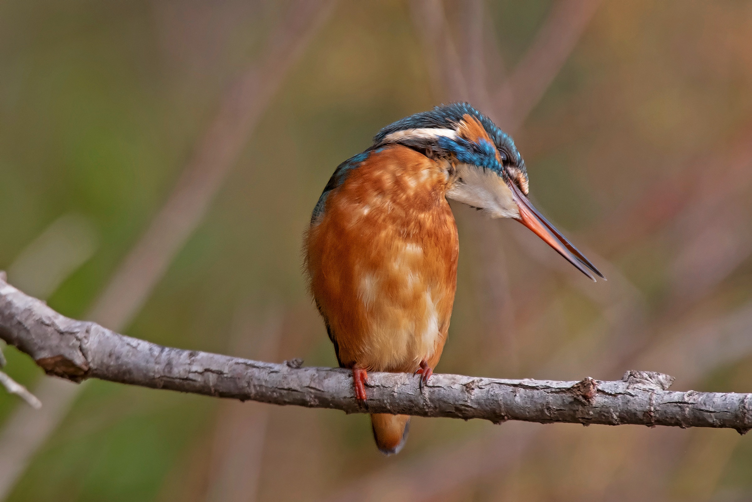 ...o è più bello quello destro??