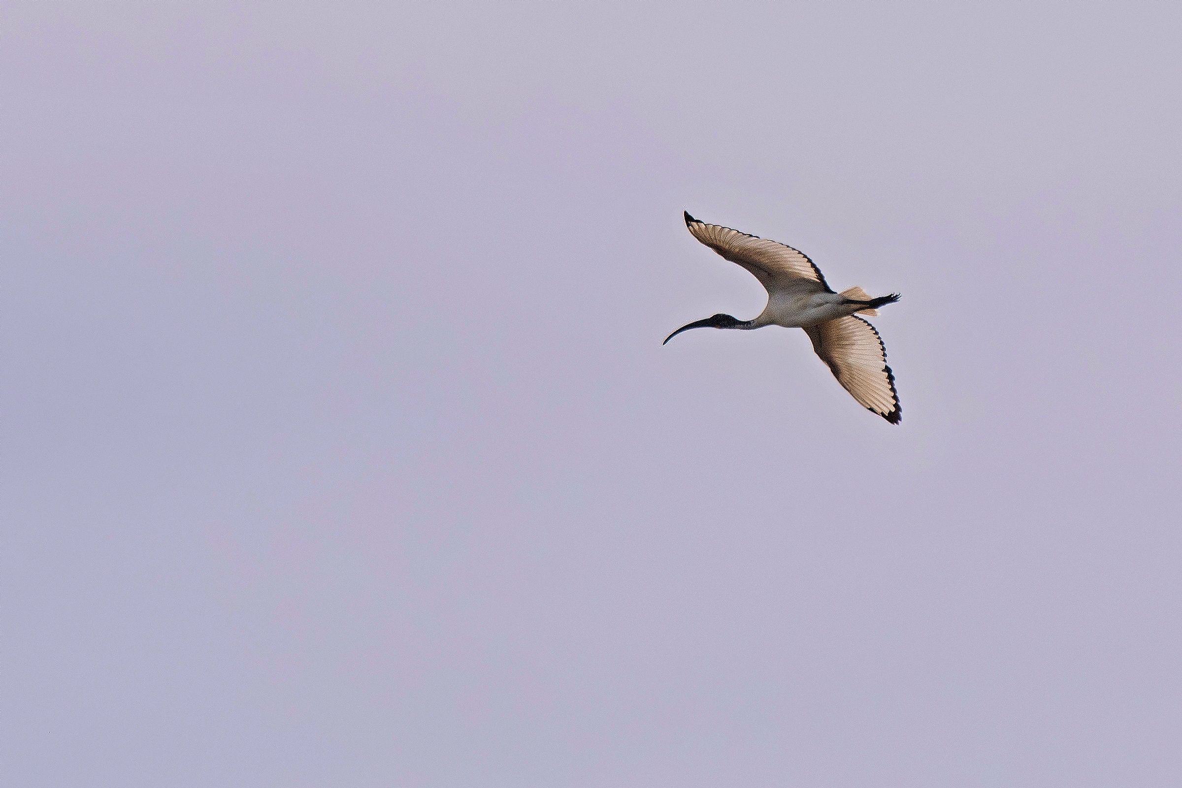 Ibis in volo