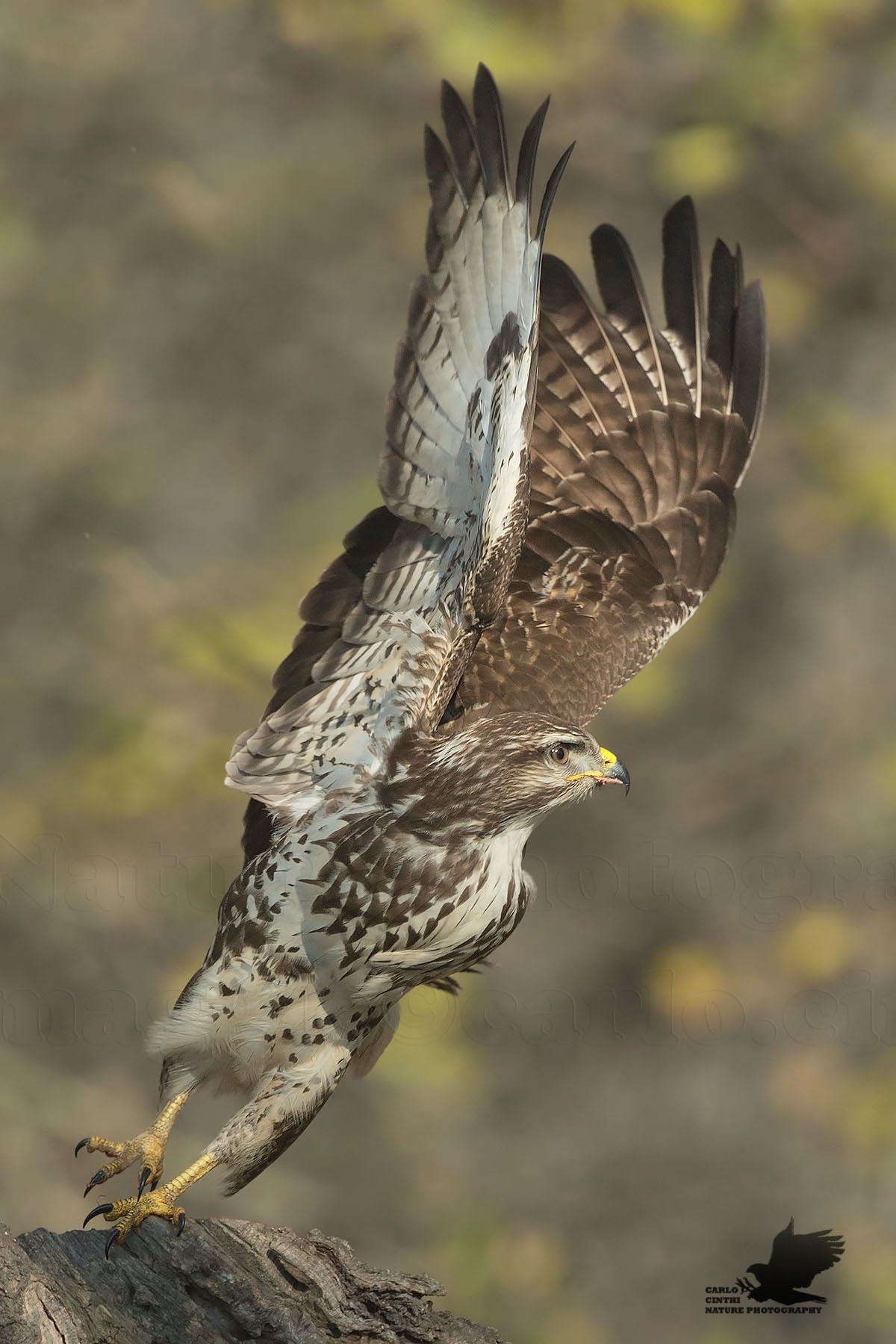 Buzzard
