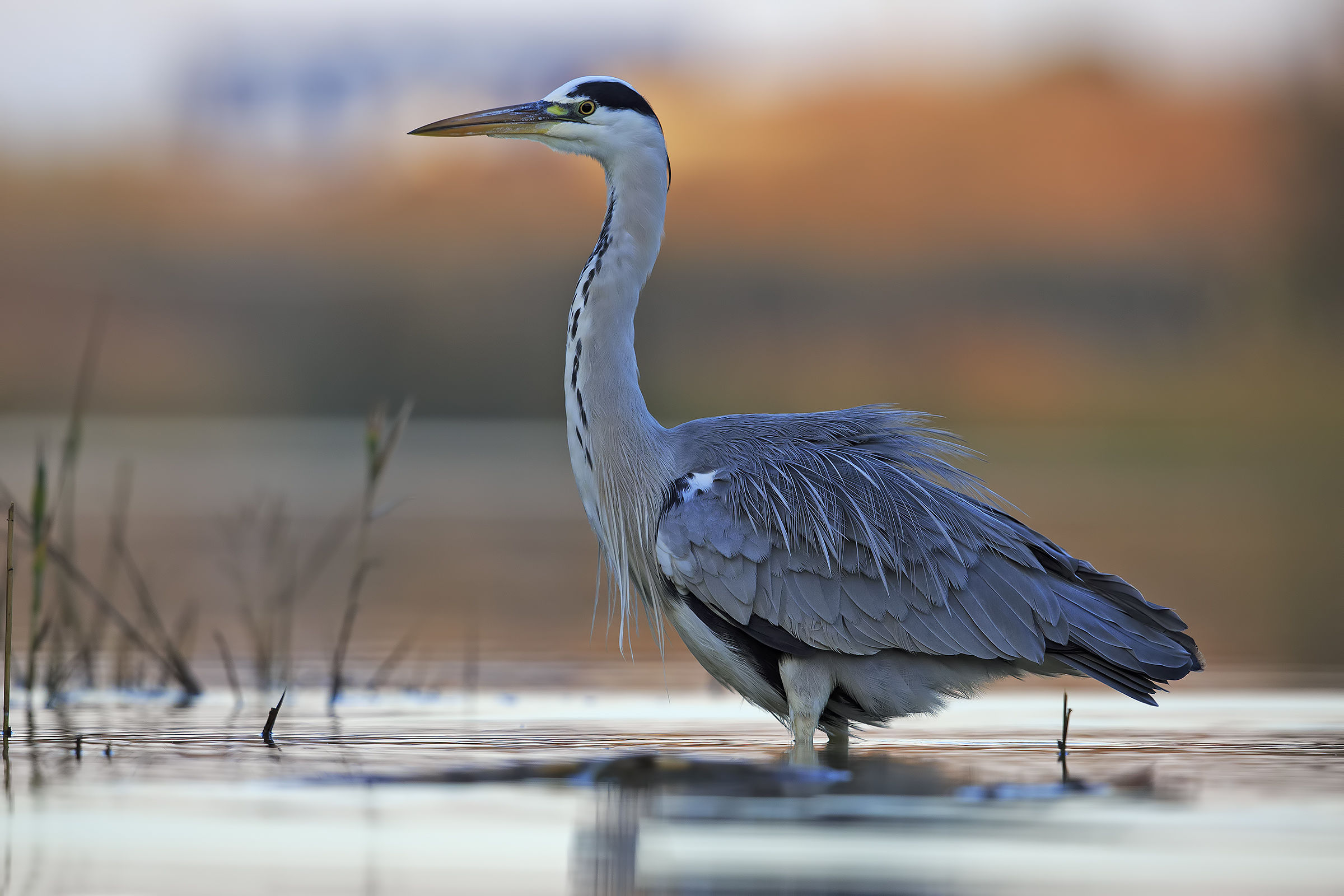 Grass heron