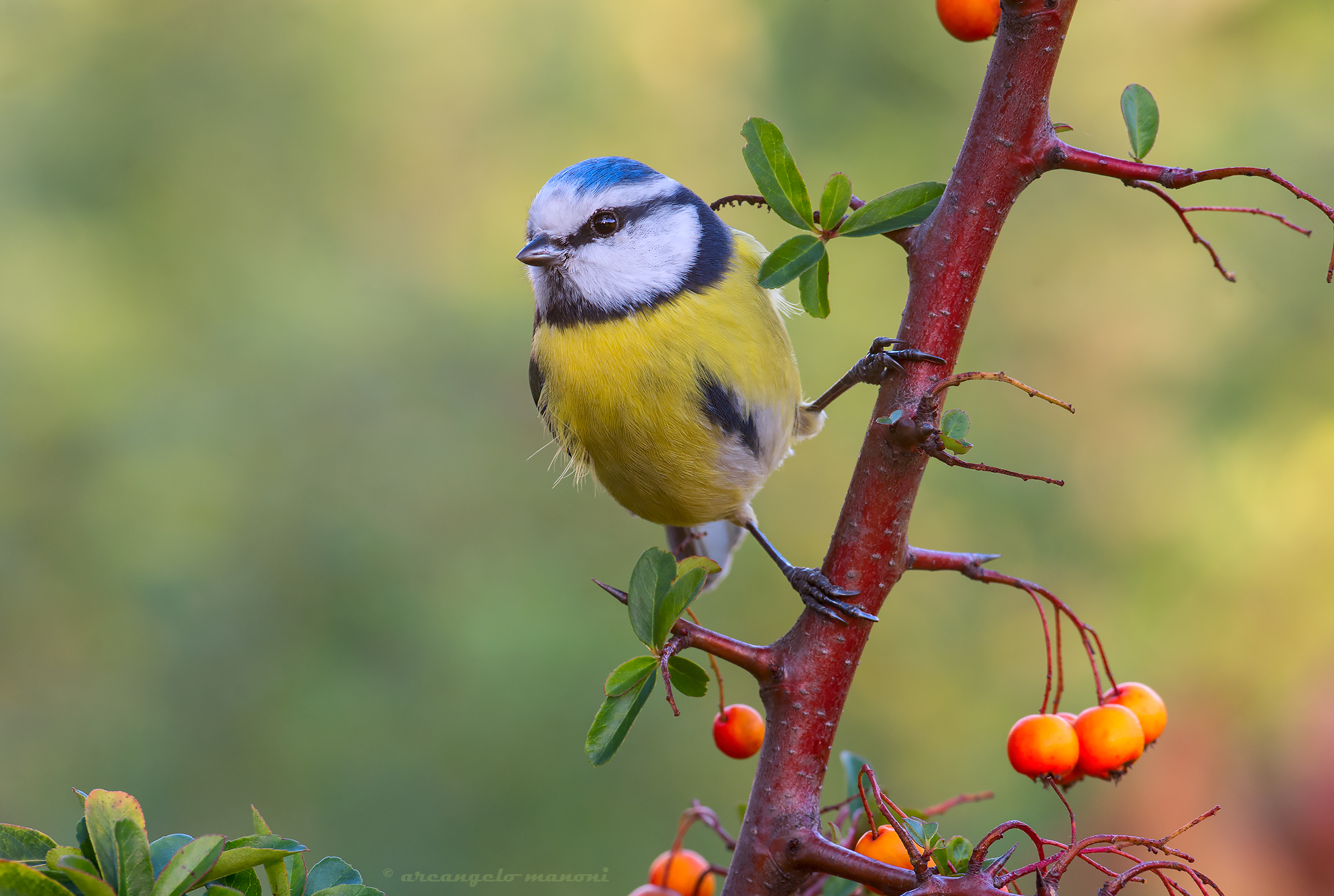 Facing its technical color world