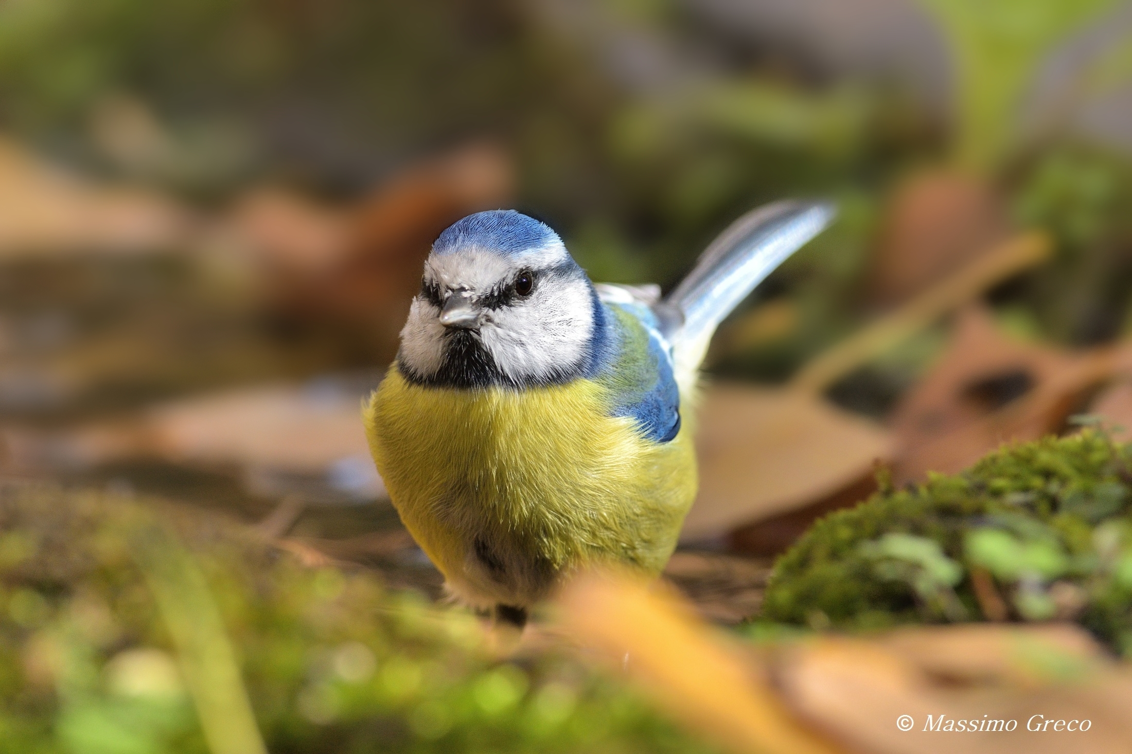 Cinciarella (Cyanistes caeruleus)
