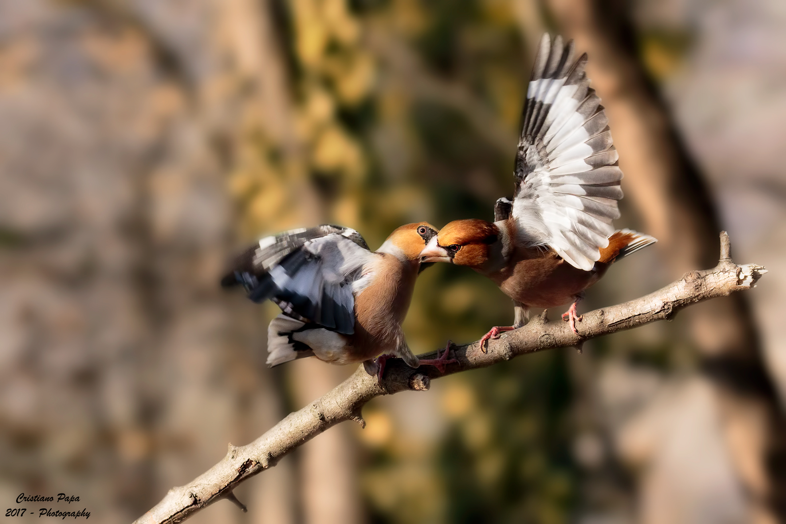 Fighting at the last seed ...