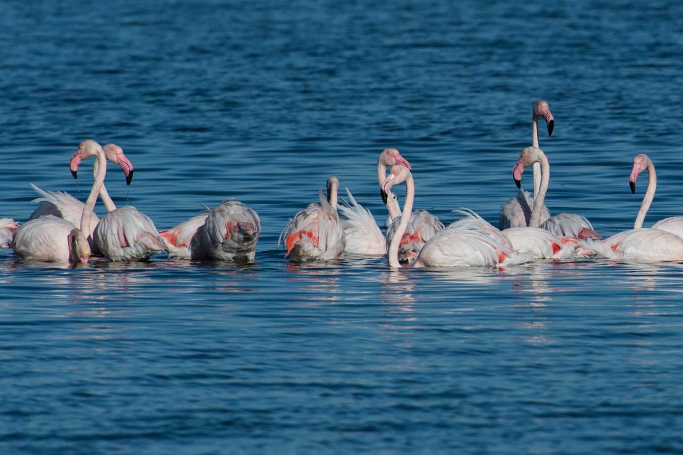 Fenicotteri Orbetello1