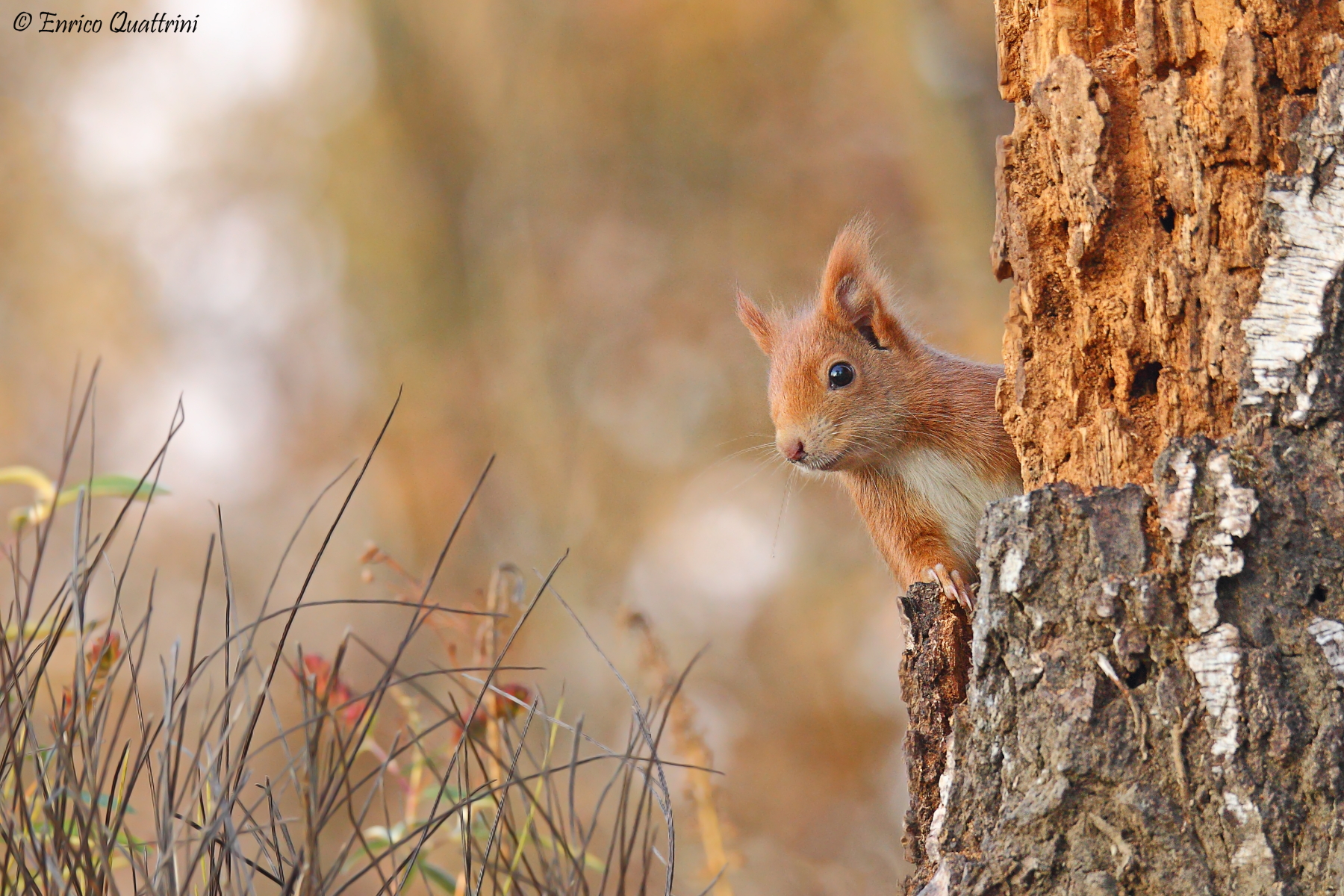 Red squirrel