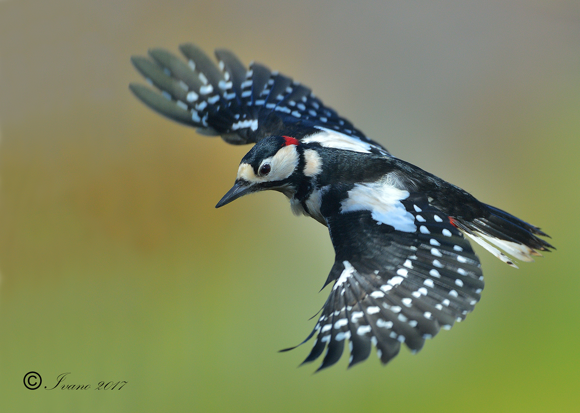Woodpecker in flight 1