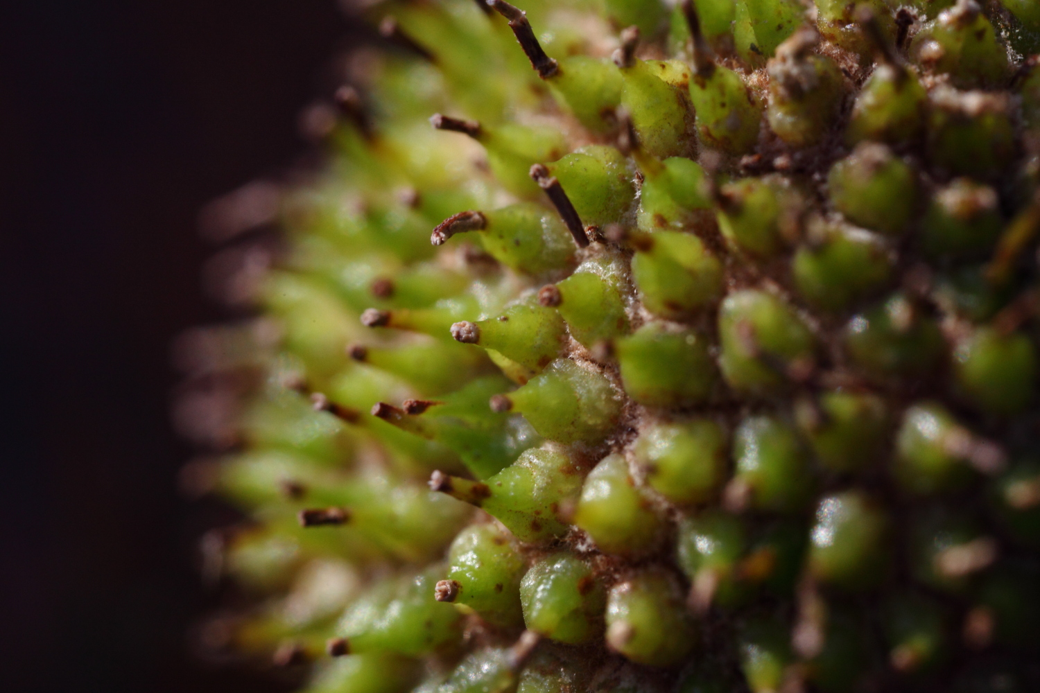 Samara (frutto di acero)