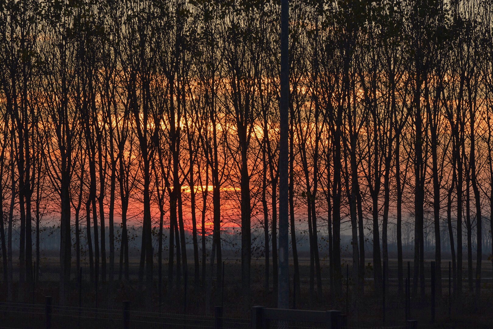 Sunset among the trees