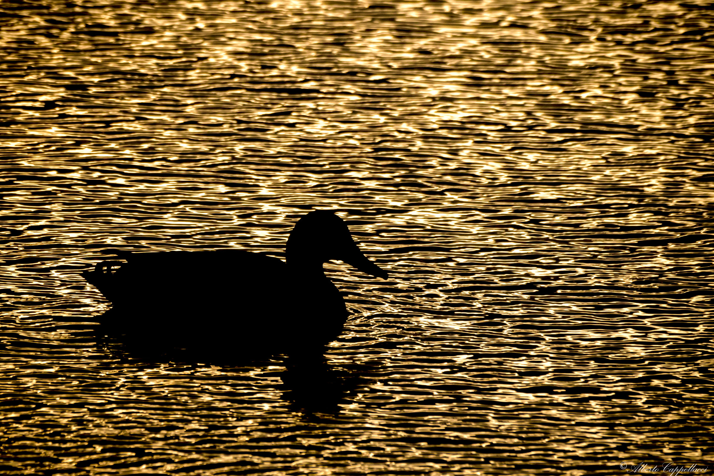 Germano a tramontana