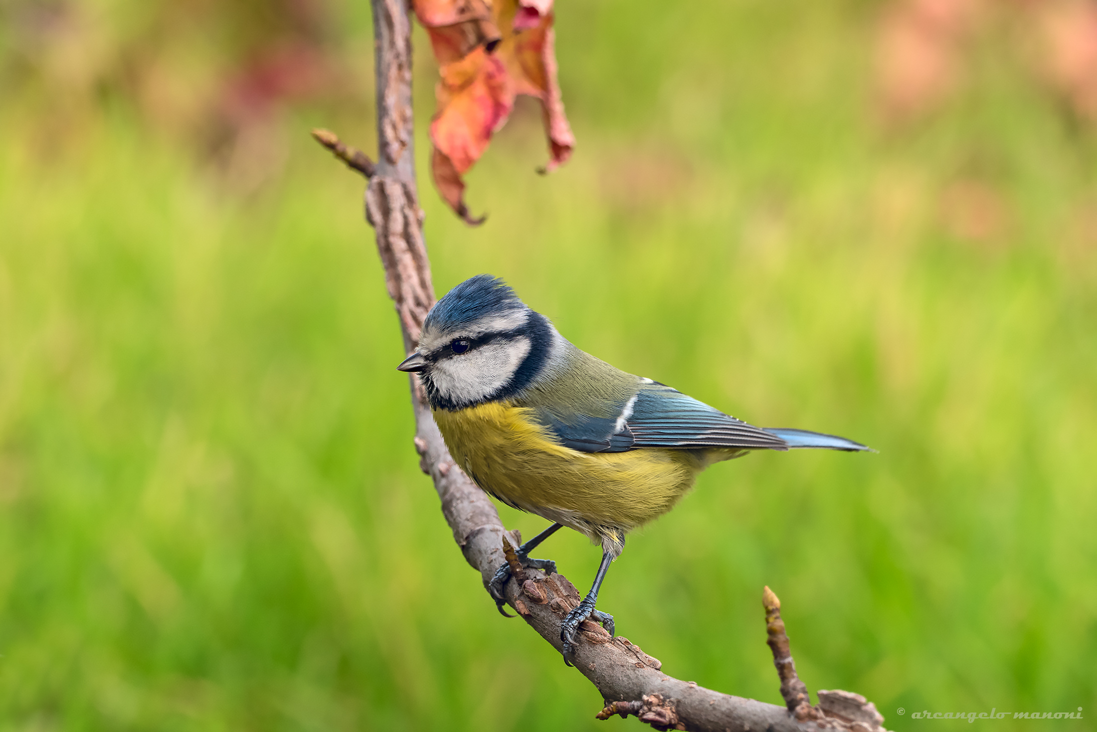 Cyanistes caeruleus