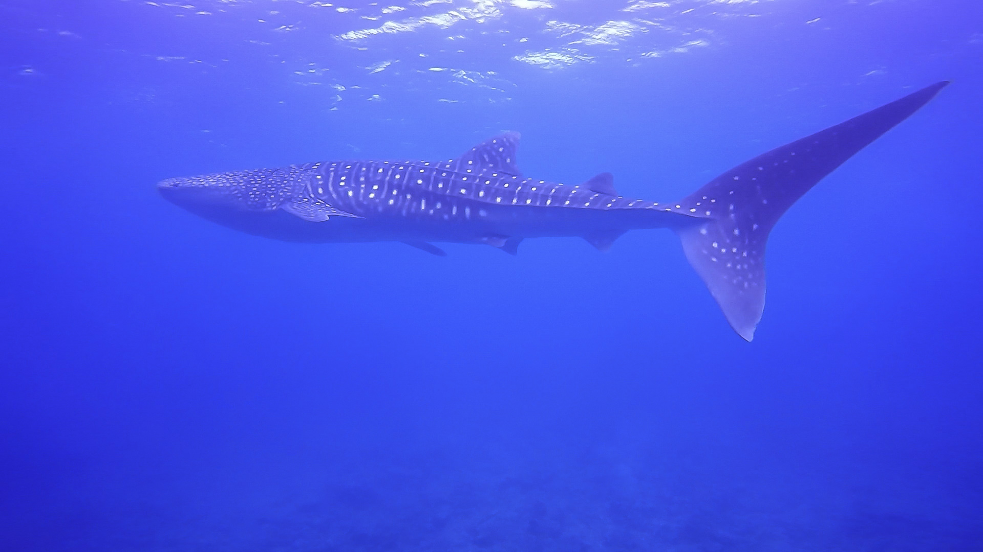 whale shark