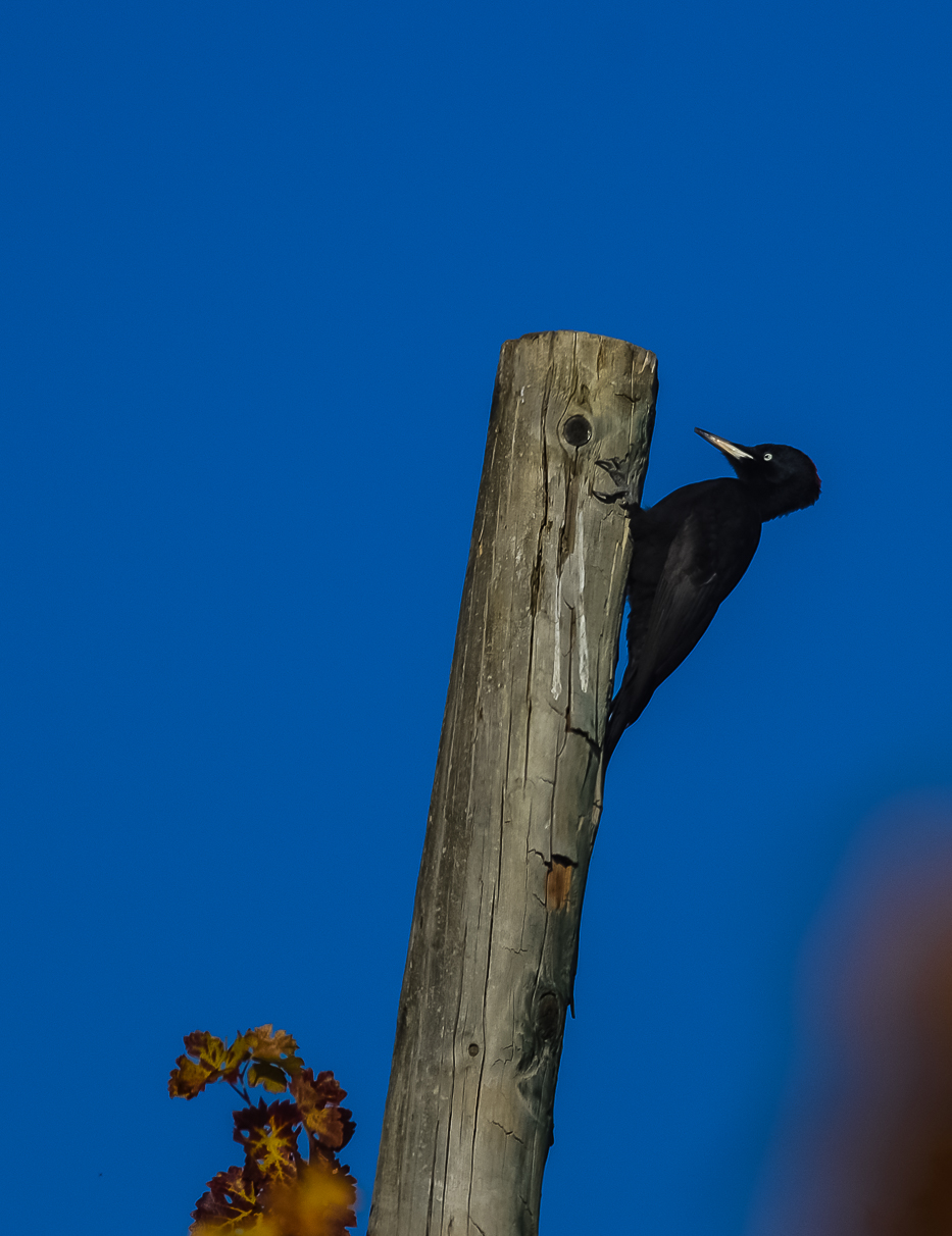 black woodpecker