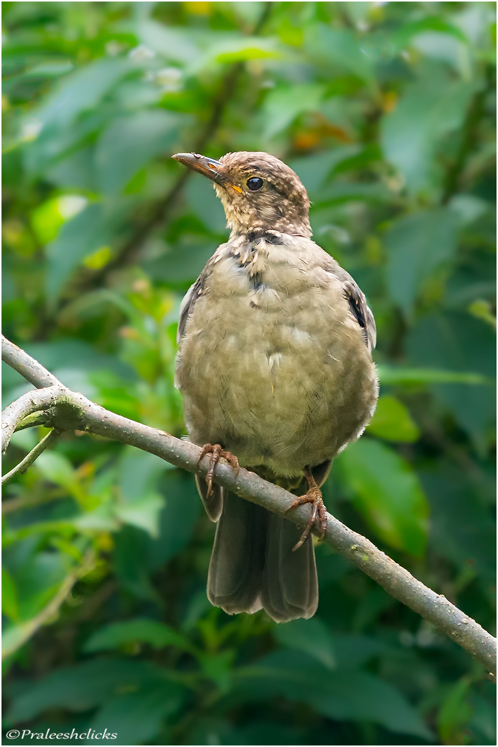 Indian Black bird (Juvenile)