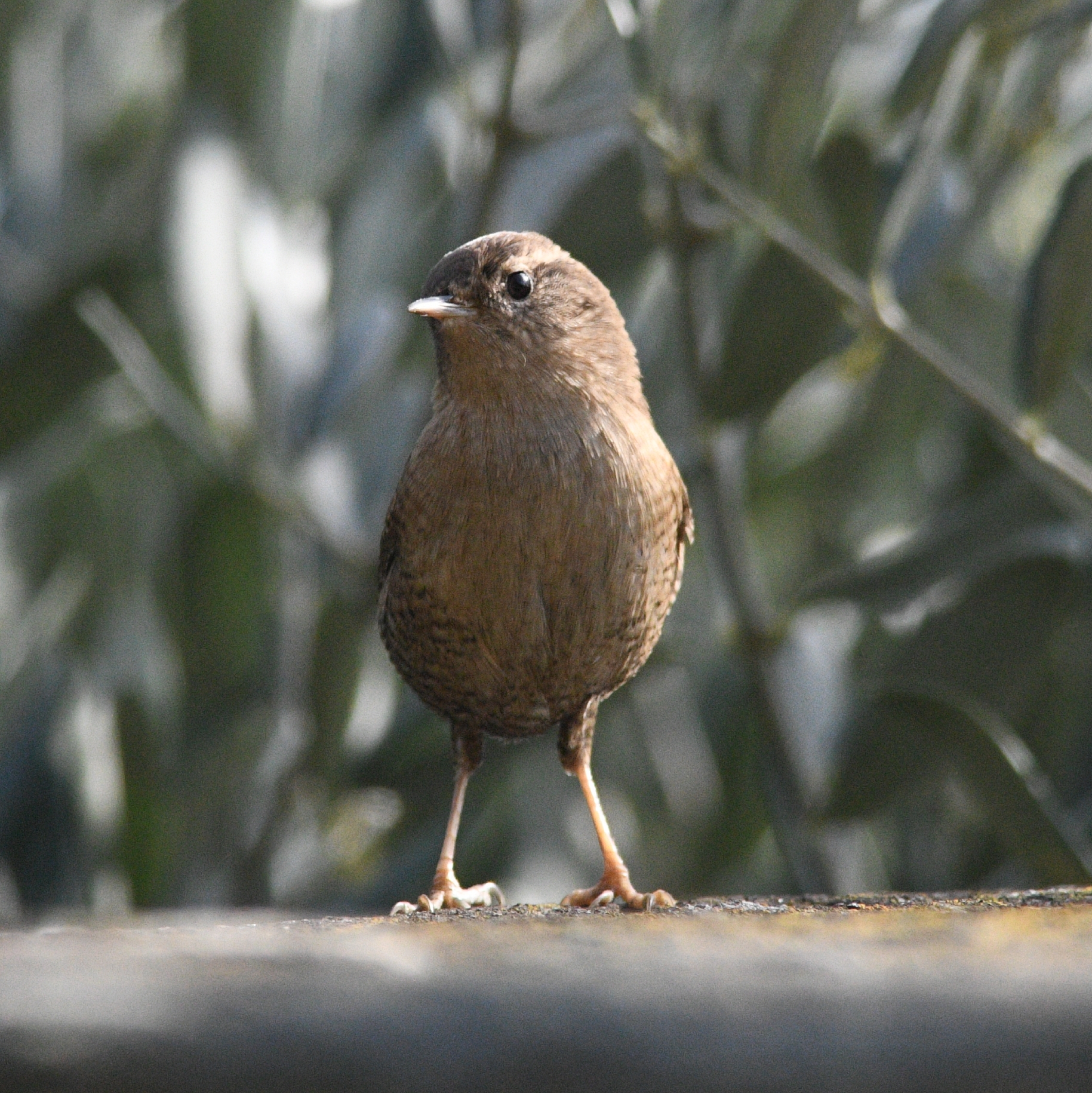 Wren