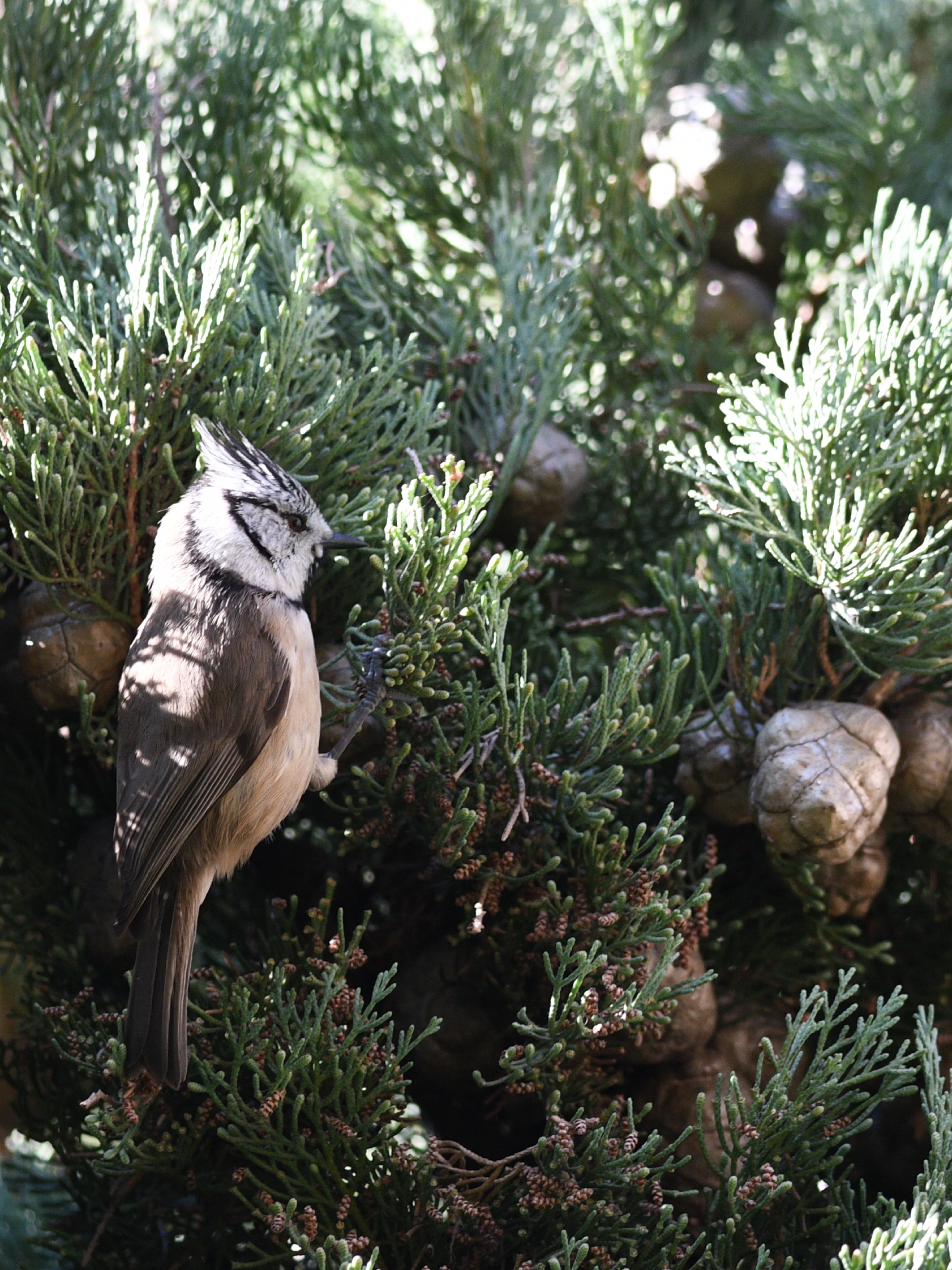 Crank with the clump